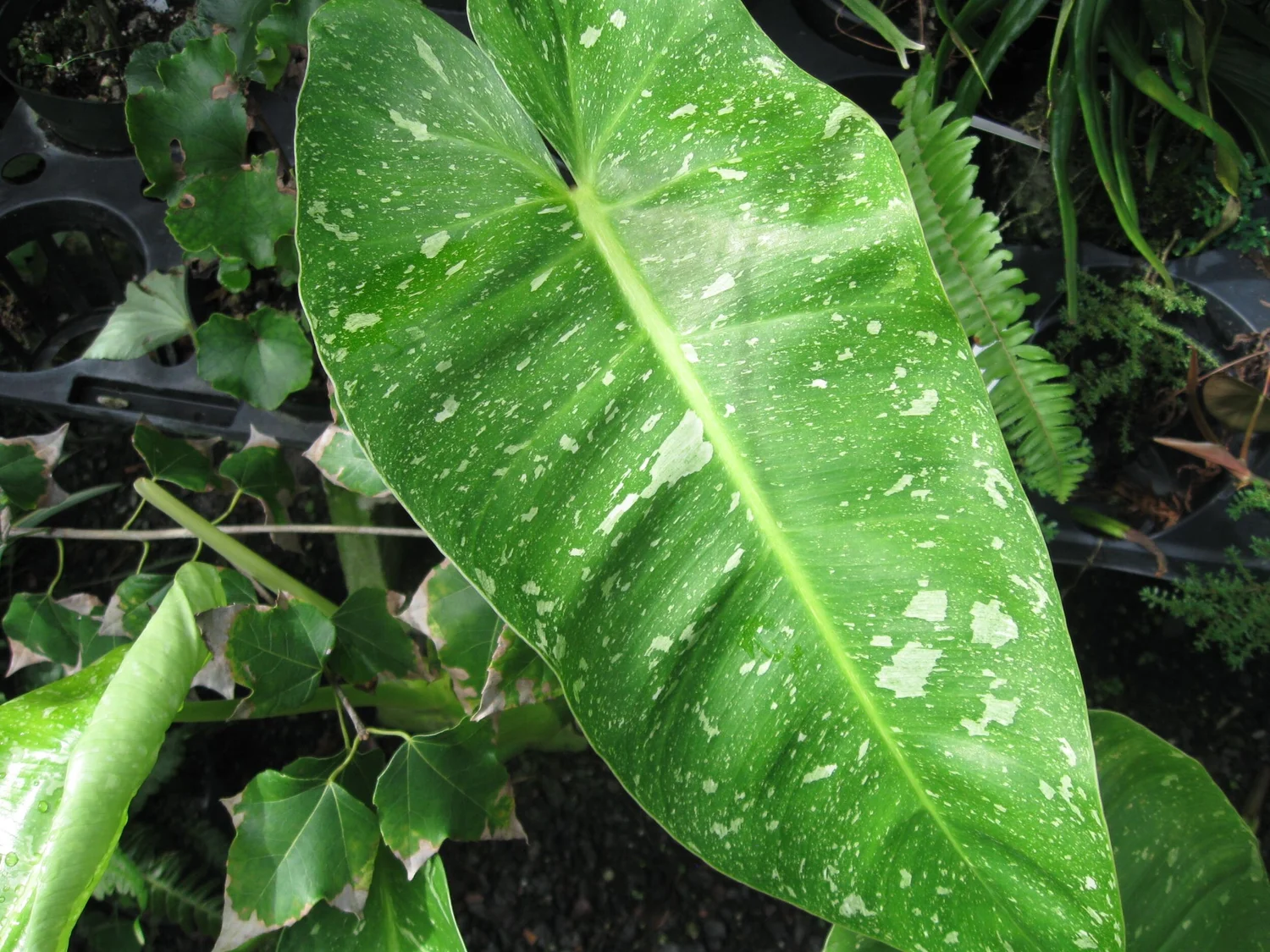 ivy home plant Ivy Hedera - Heart-shaped Green Leaves Houseplant for Home Decoration