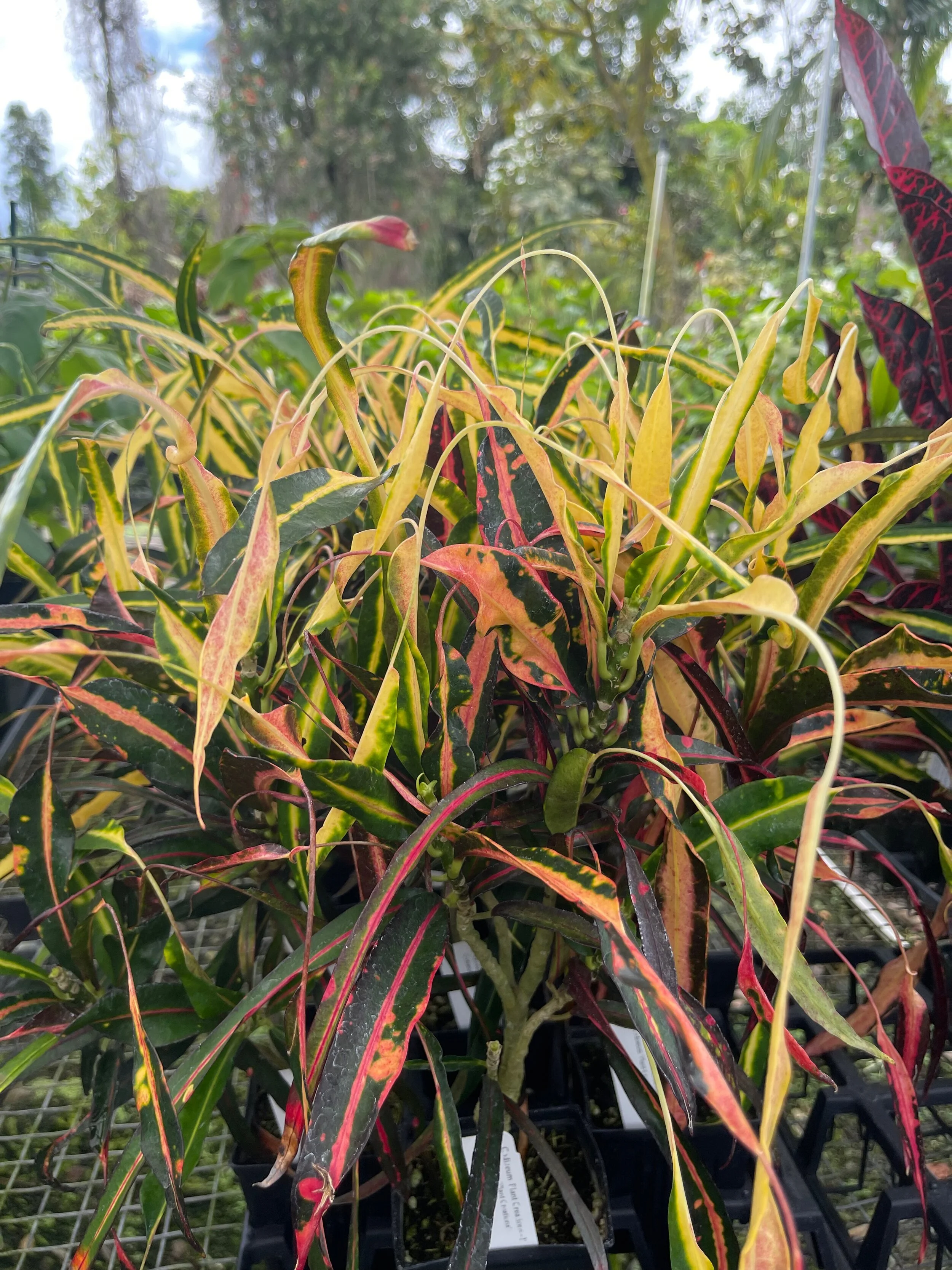Codiaeum 'Plant Creations -2' (2).jpeg