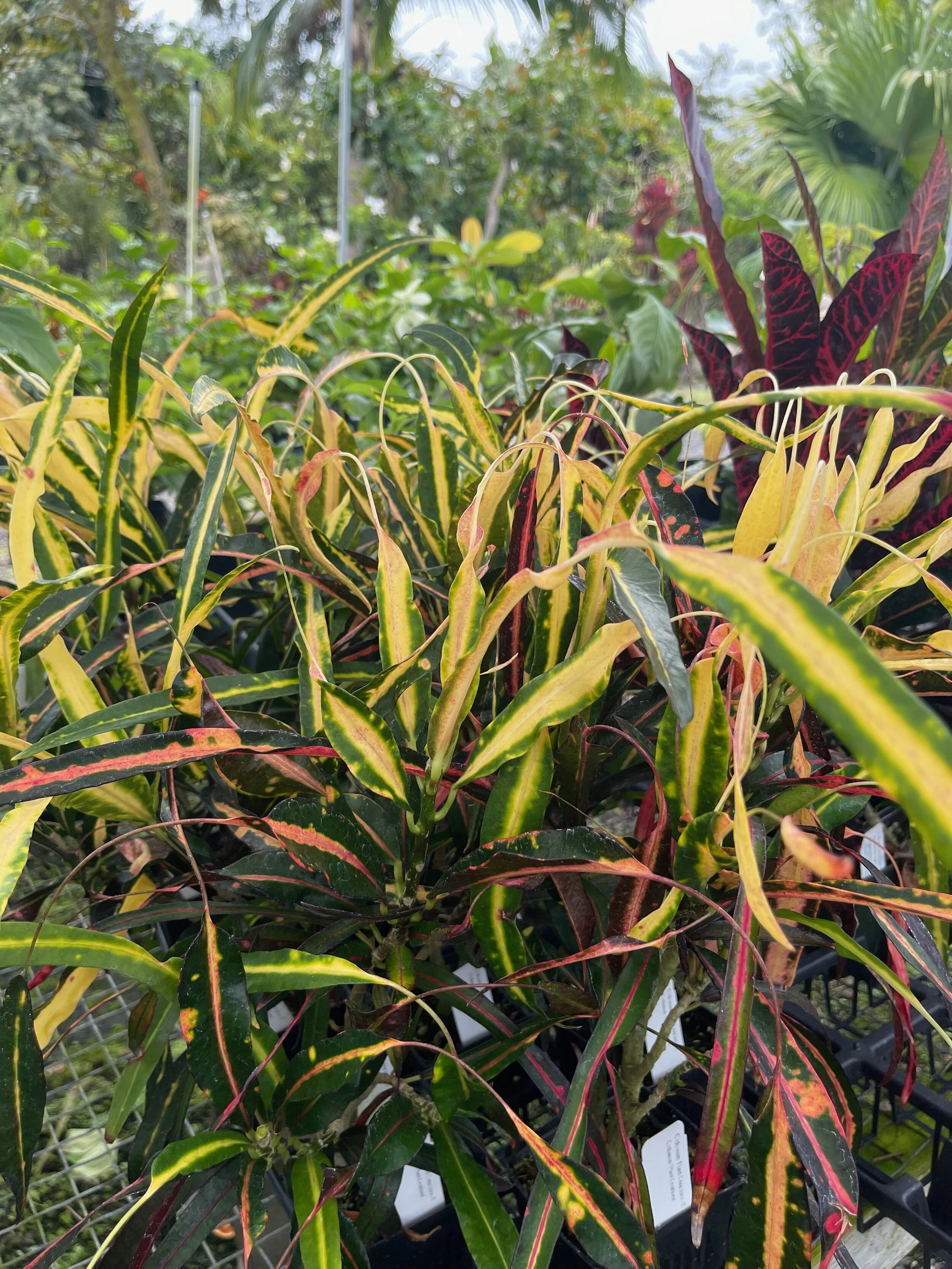 Codiaeum 'Plant Creations -2' (1).jpeg