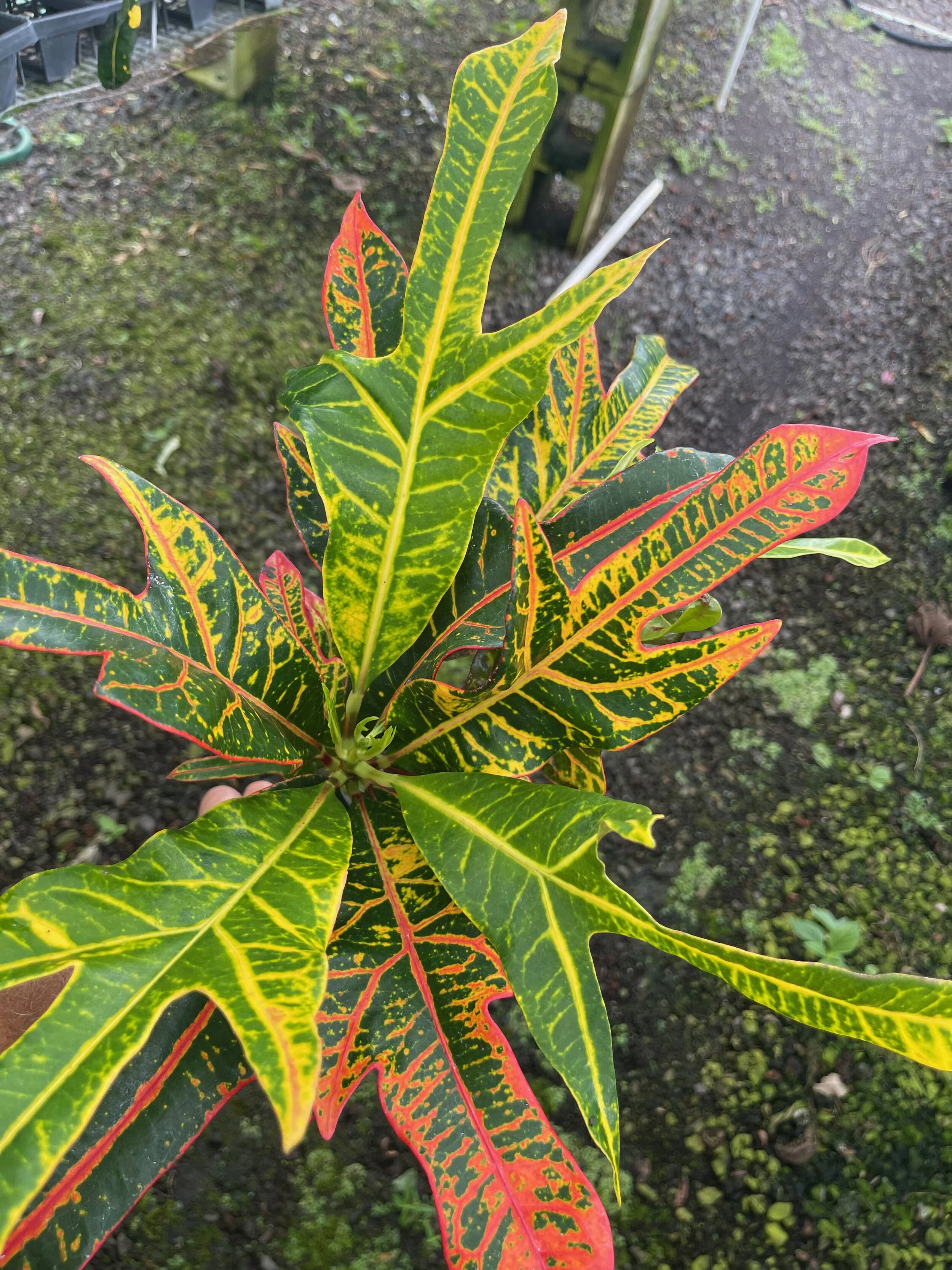 Codiaeum 'President Reagan' (1).jpeg