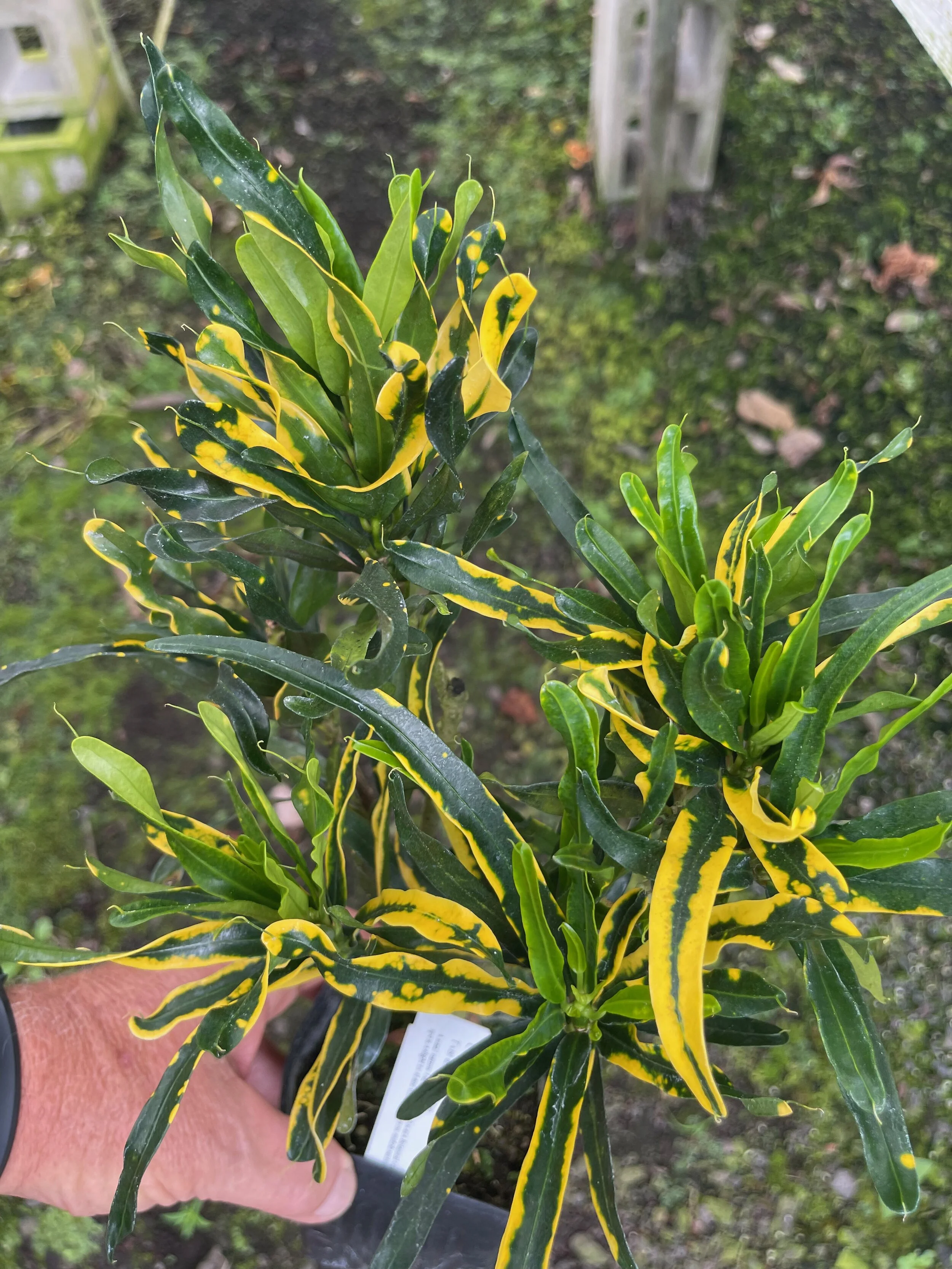 Codiaeum 'Twist and Point' (2).jpeg