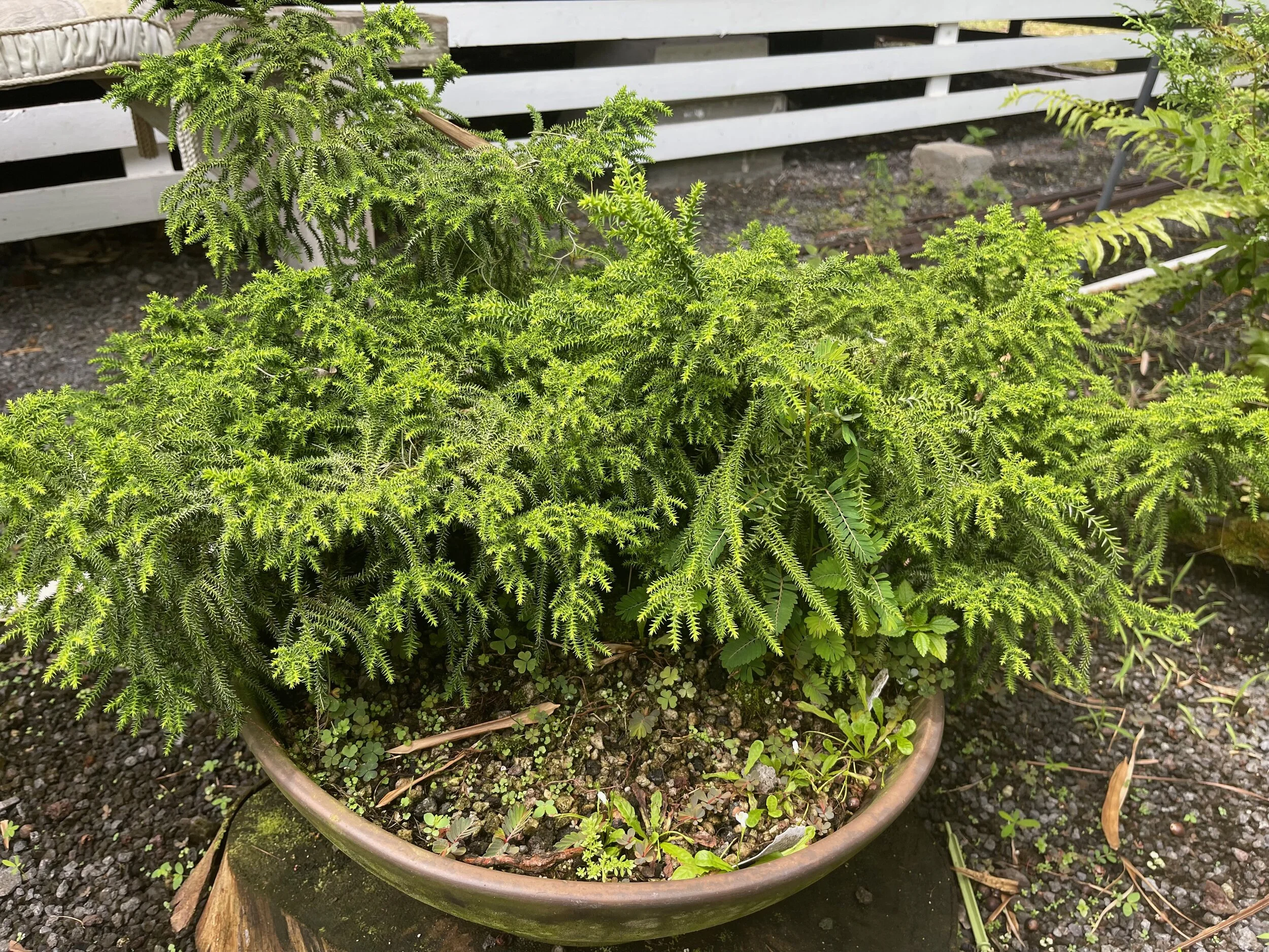 Cryptomeria 'Gyokuryuu'.jpeg