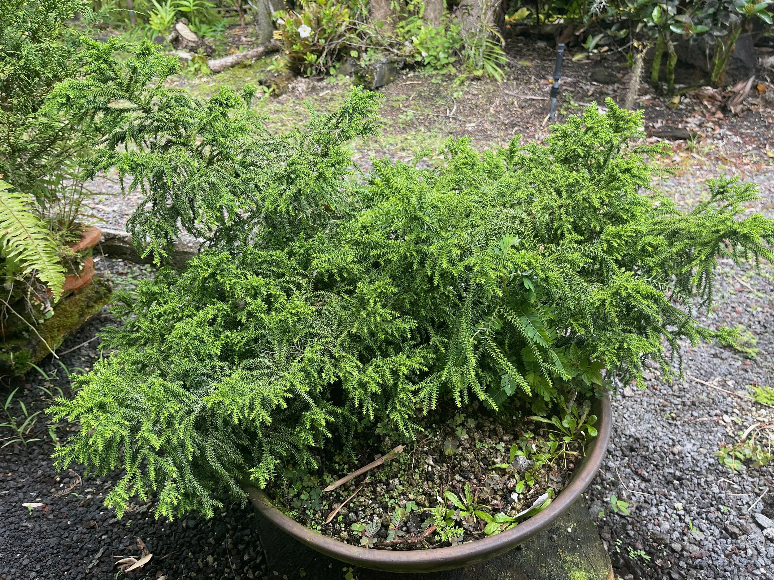 Cryptomeria 'Gyokuryuu' (1).jpeg