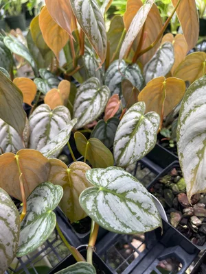 white pothos plant Epipremnum 'Marble Queen' main image 1