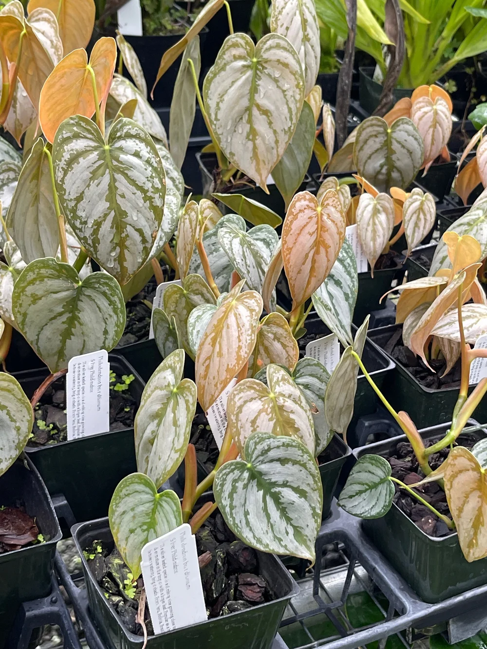 brasil philodendron care Philodendron Brasil | Tropical Trailing Plants & Houseplants for Delivery