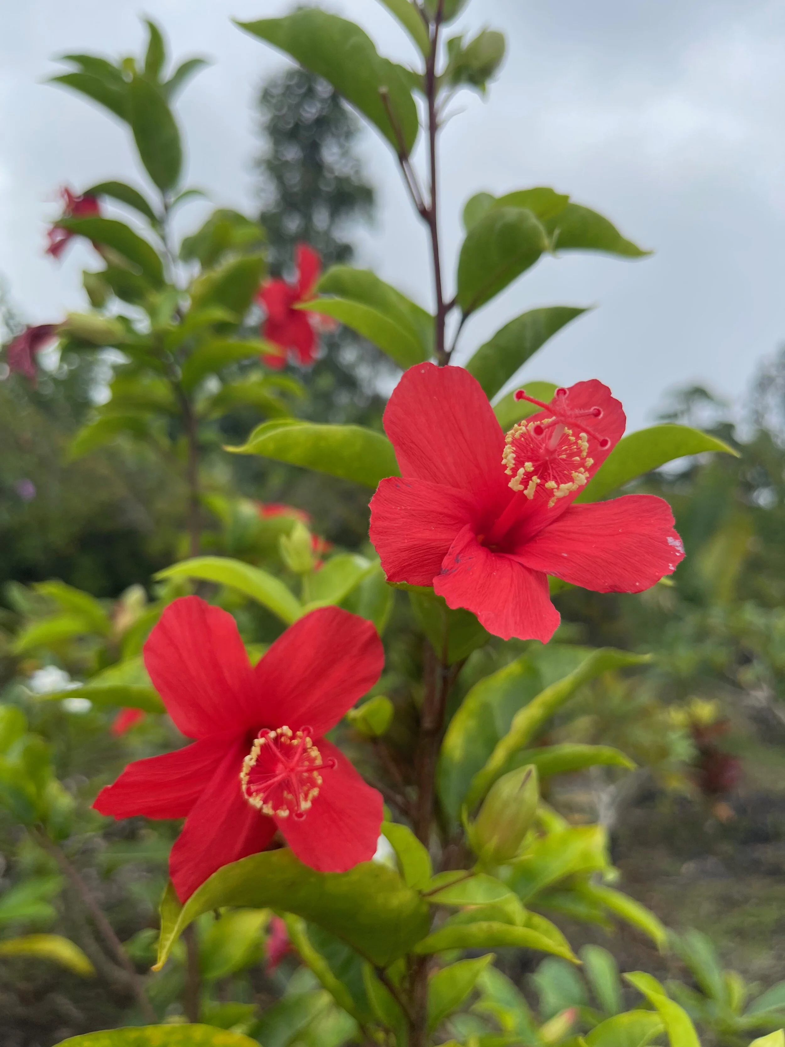 Hibiscus clayi (1).jpeg