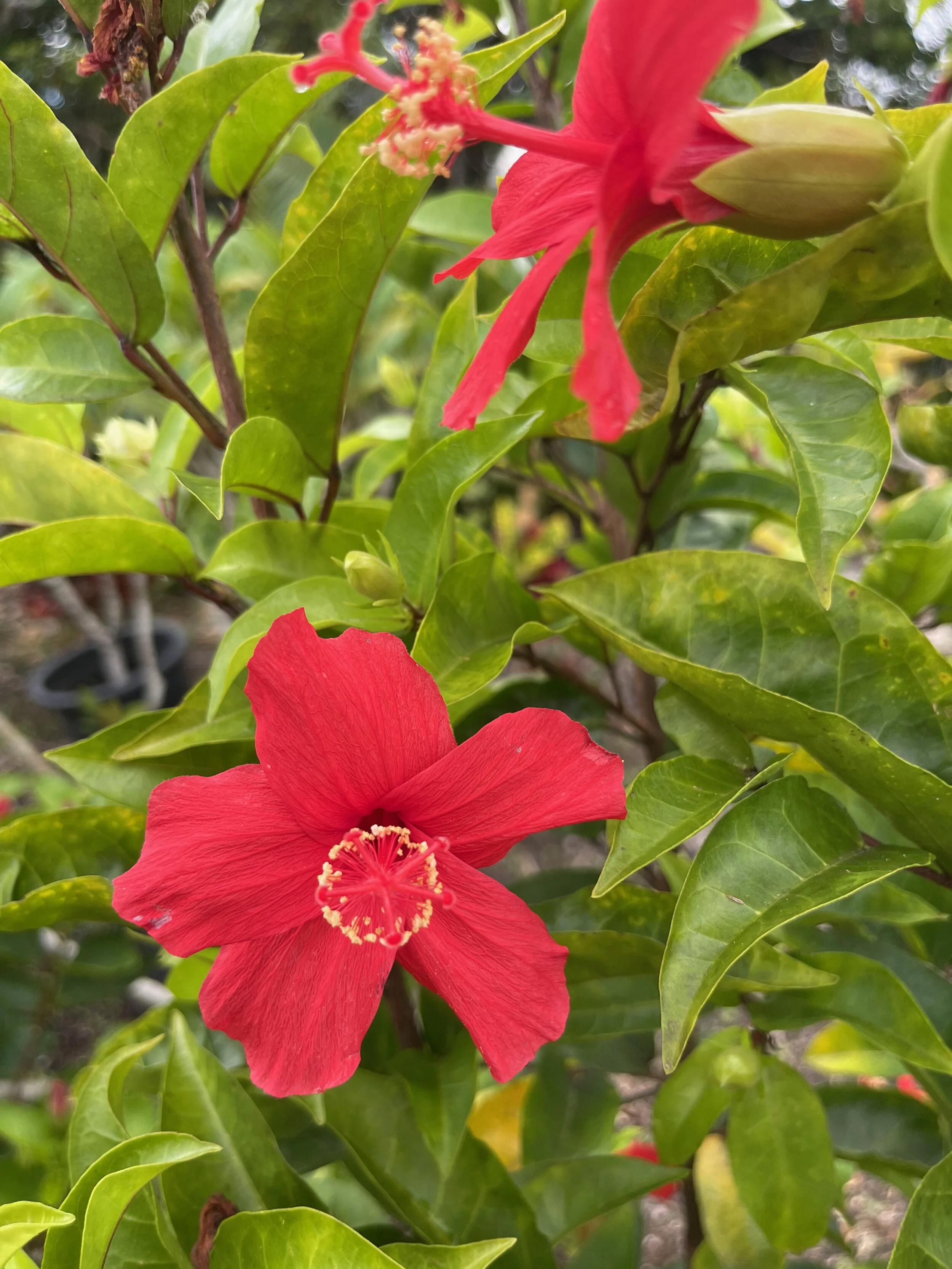 Hibiscus clayi.jpeg