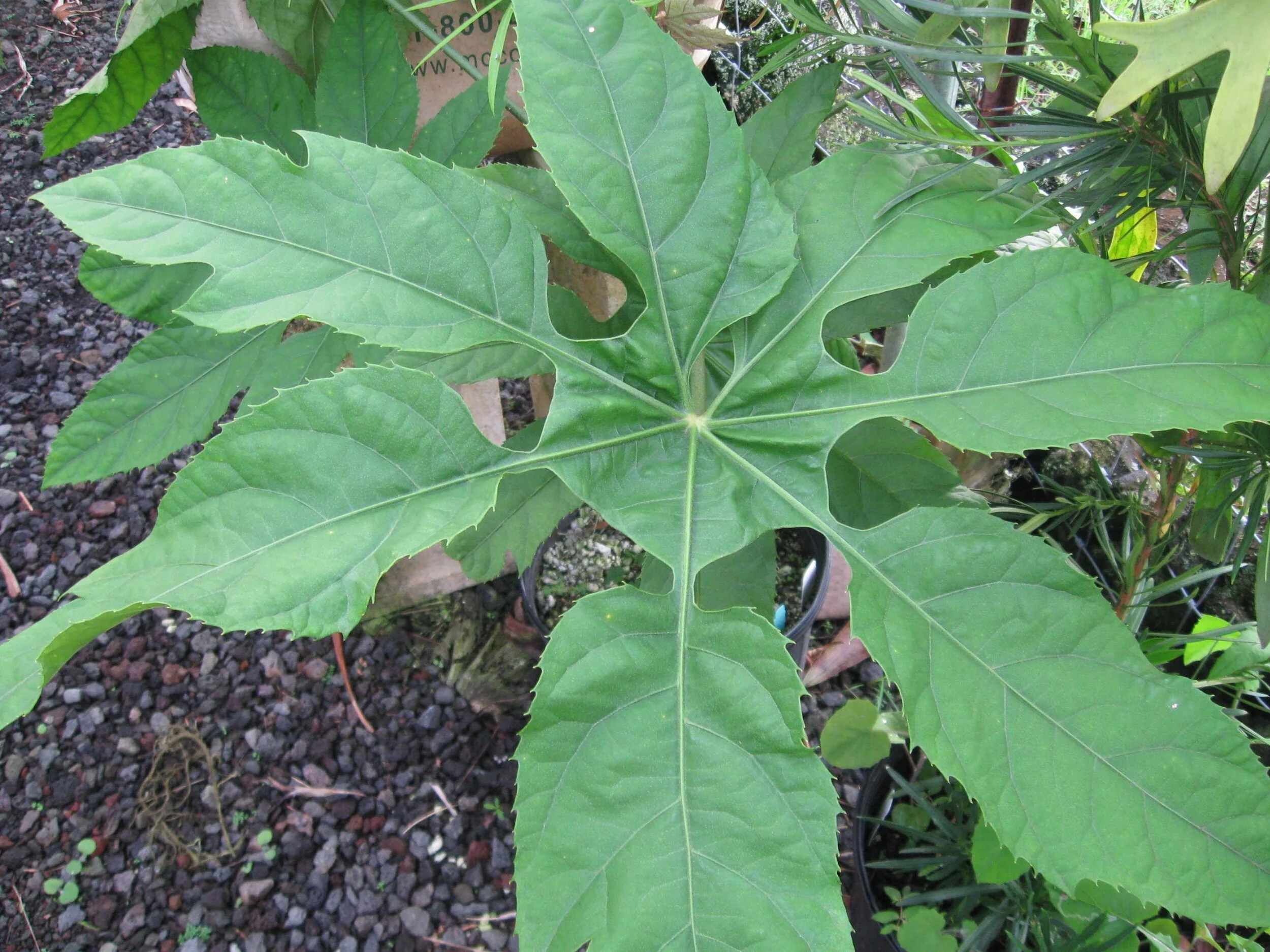 Trevesia palmata ‘Micholitzii’.jpg