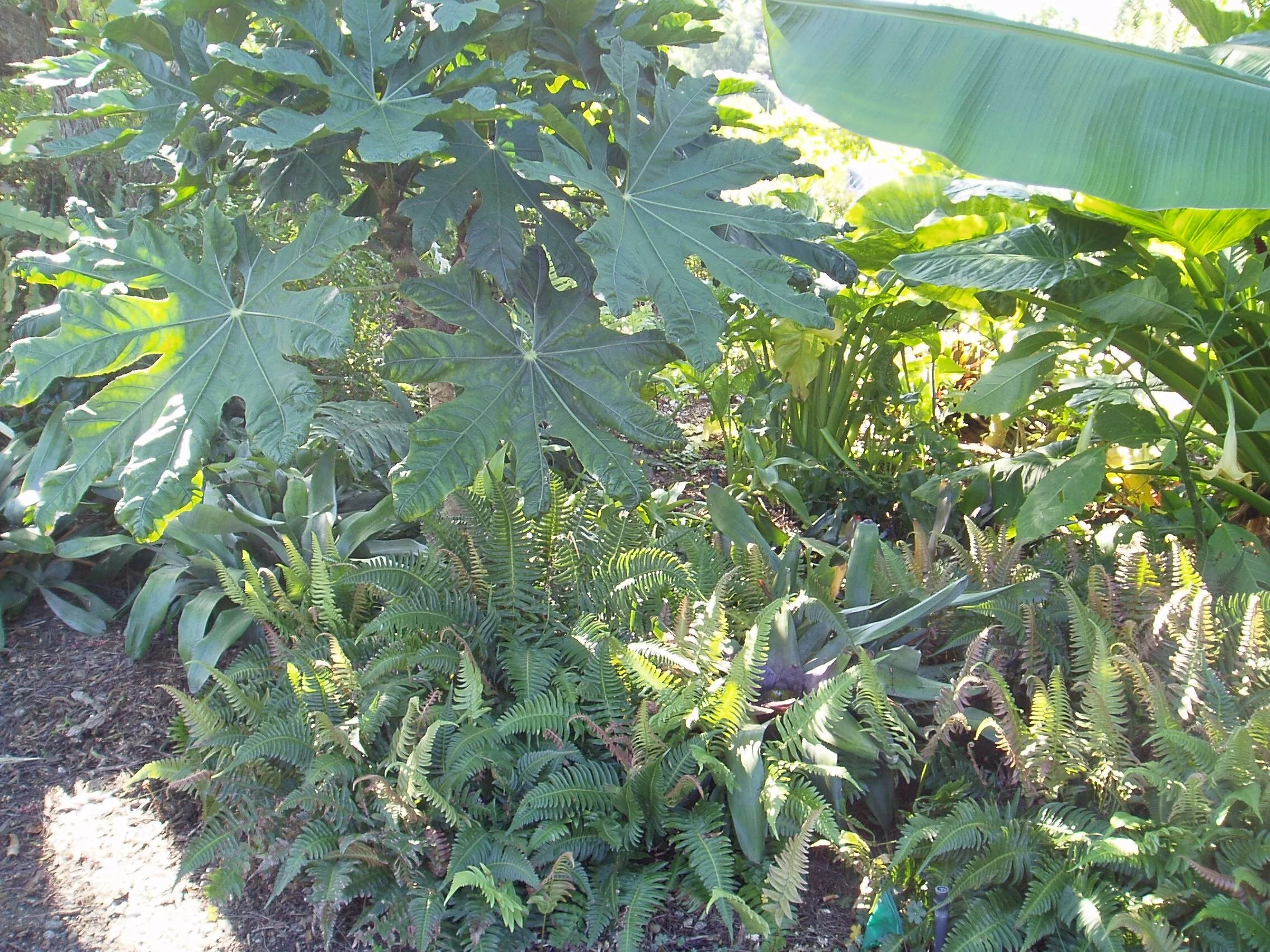 trevesia_palmata (1).jpg
