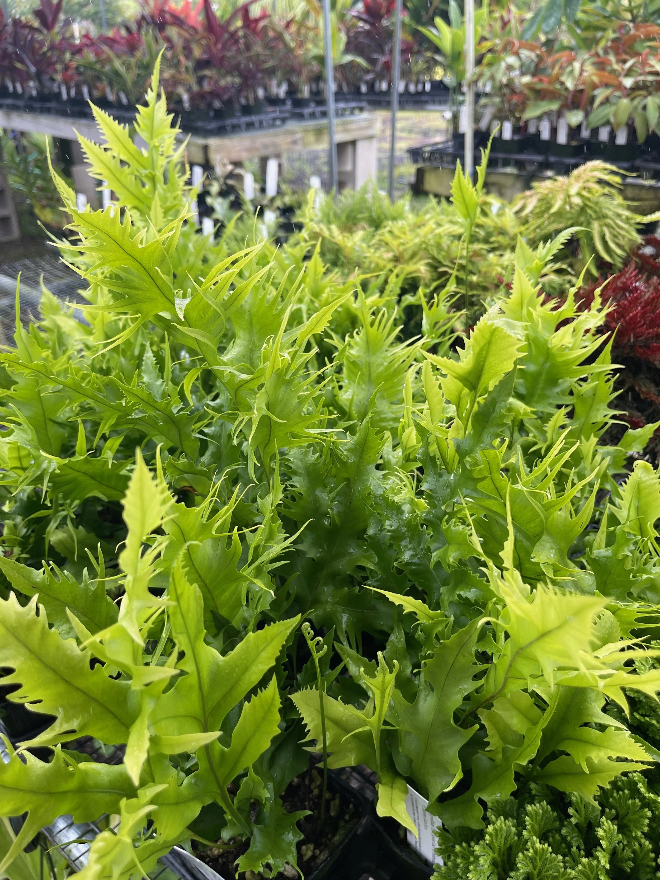 Polypodium 'Philippine Lace' (Phlebodium) (1).jpeg