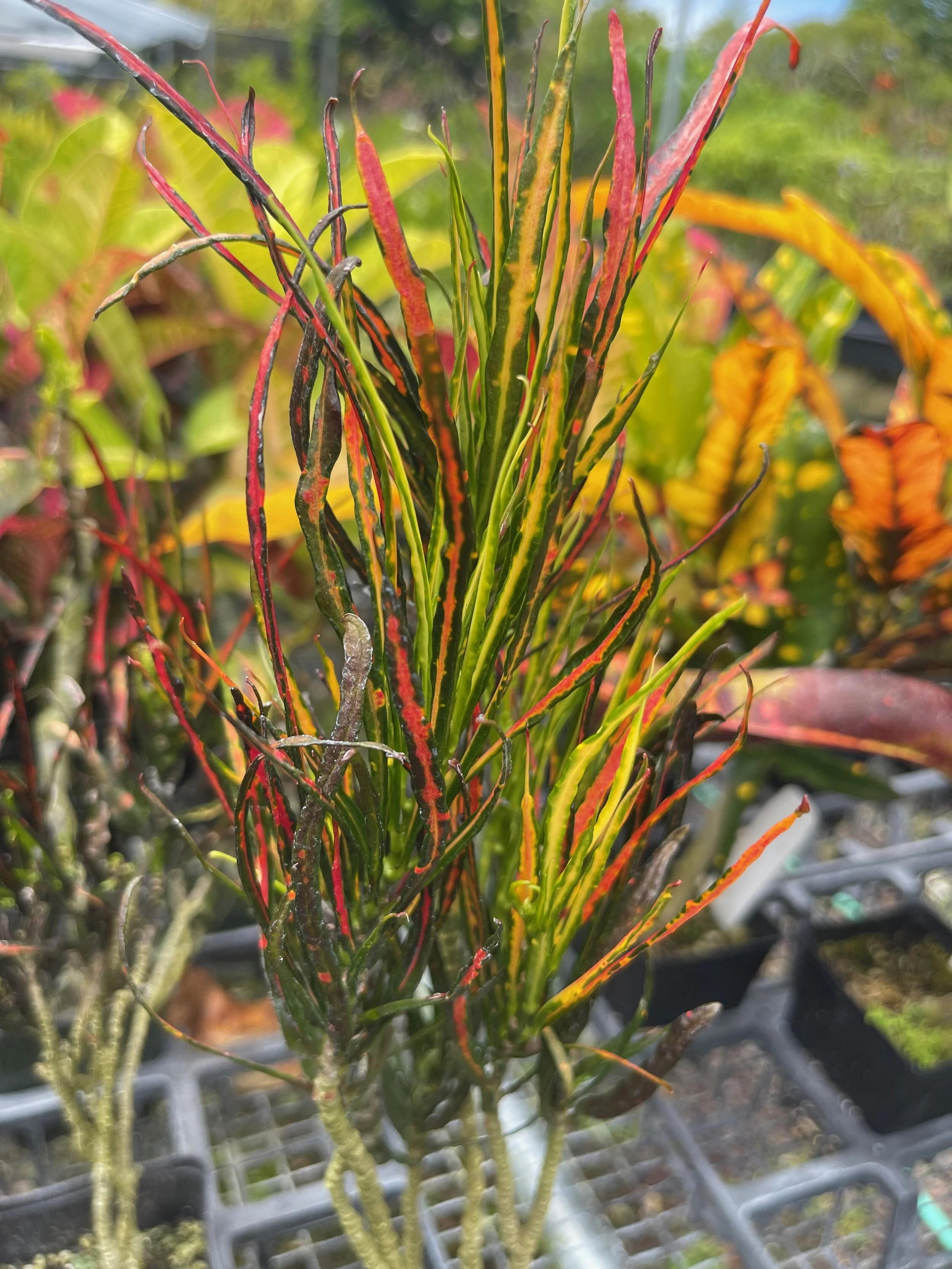 Codiaeum 'Picasso's Palette' (Pele's Fire').jpeg