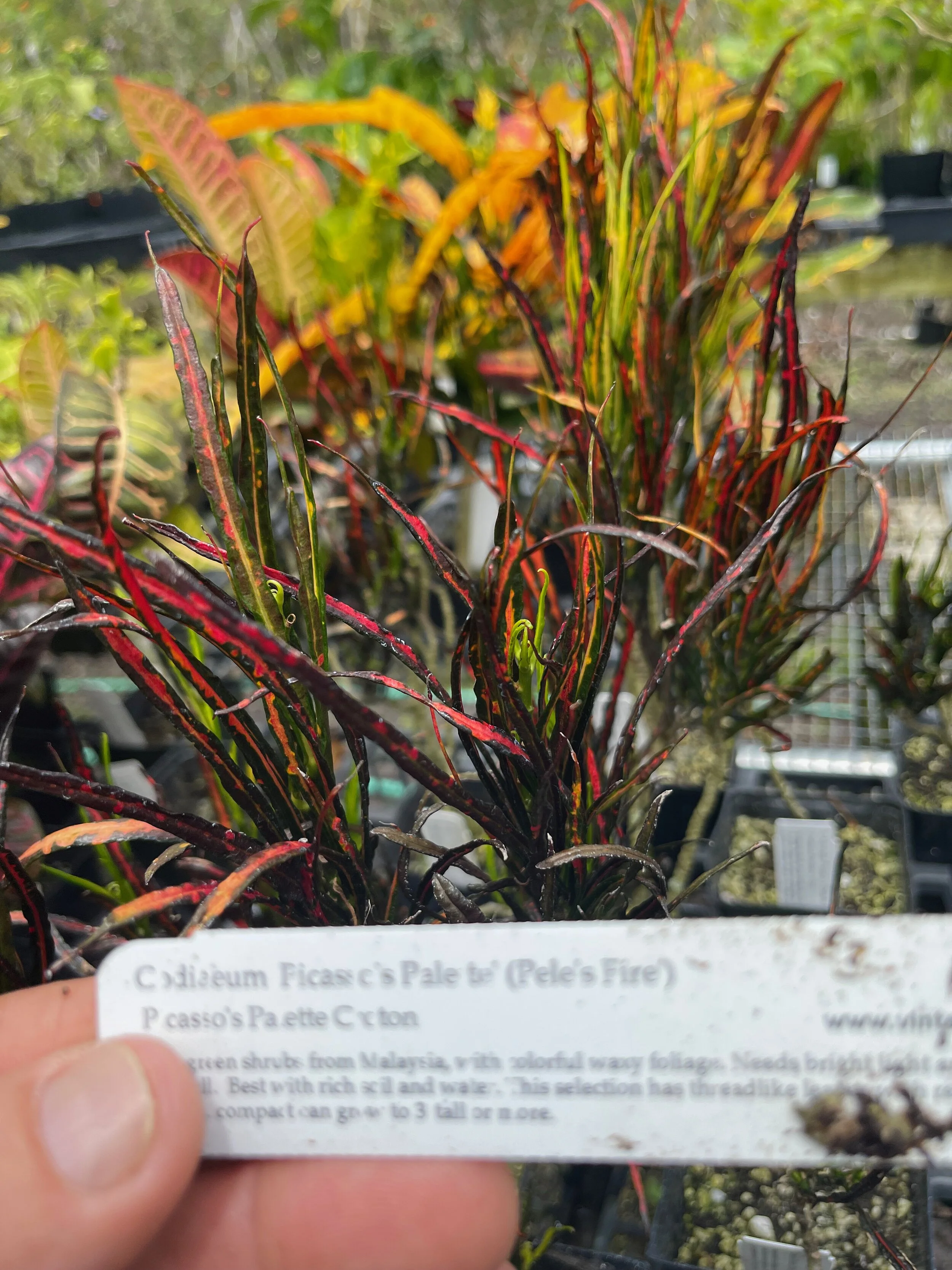 Codiaeum 'Picasso's Palette' (Pele's Fire') (1).jpeg