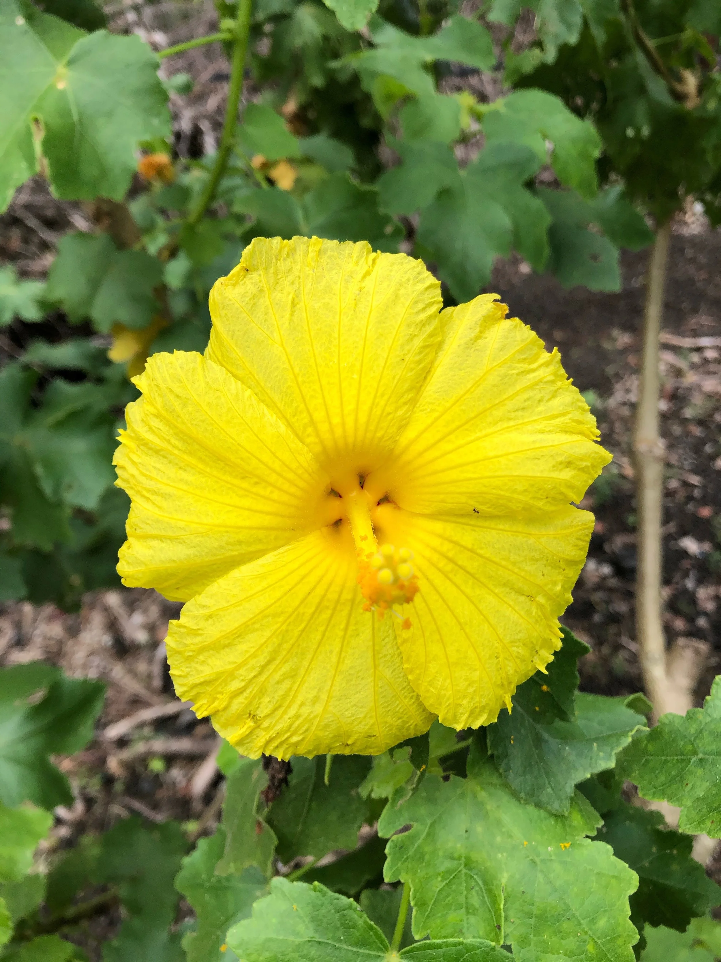 Hibiscus brackenridgei ssp. mokuleianus.jpeg