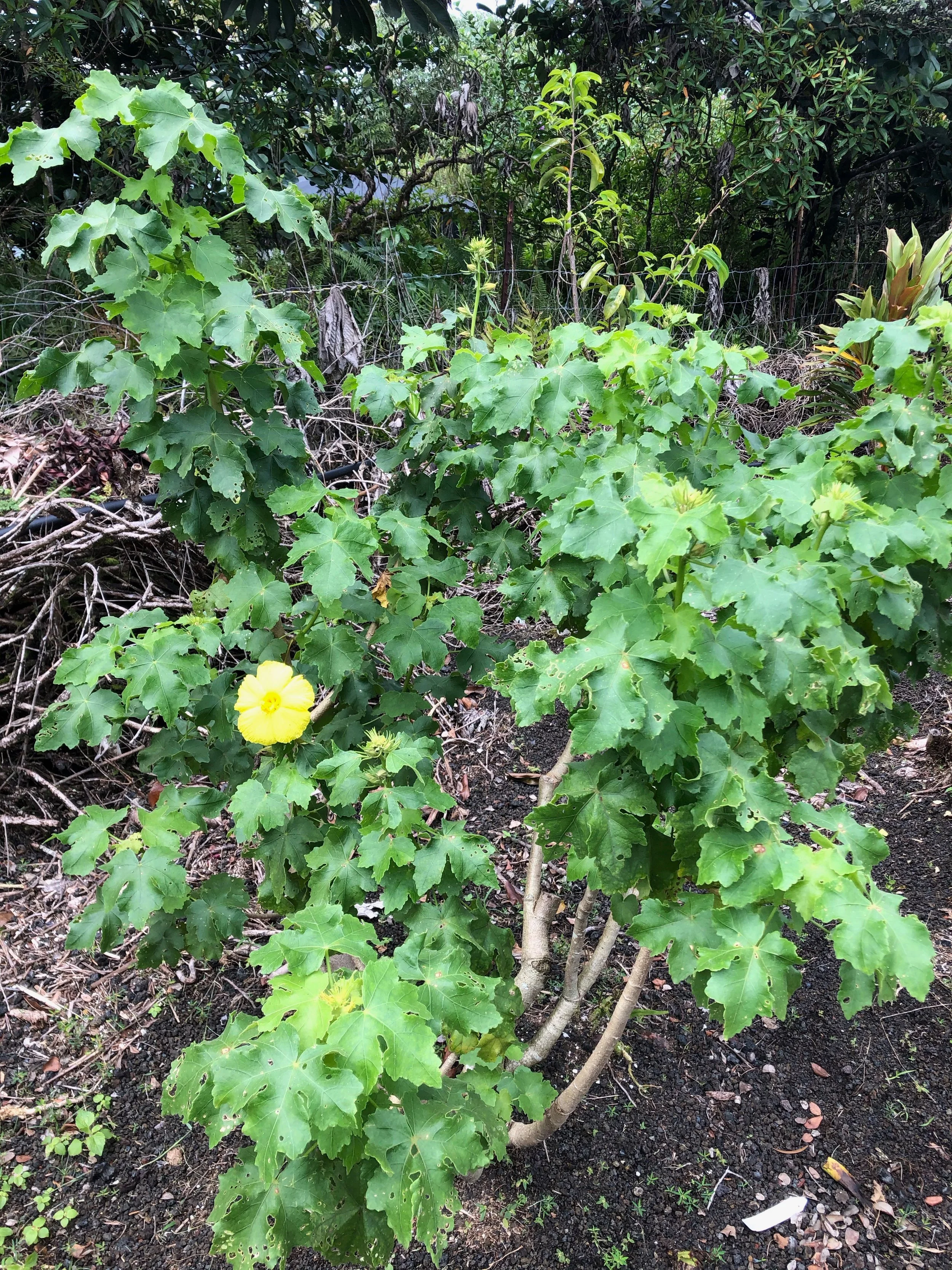 Hibiscus brackenridgei ssp. mokuleianus (1).jpeg