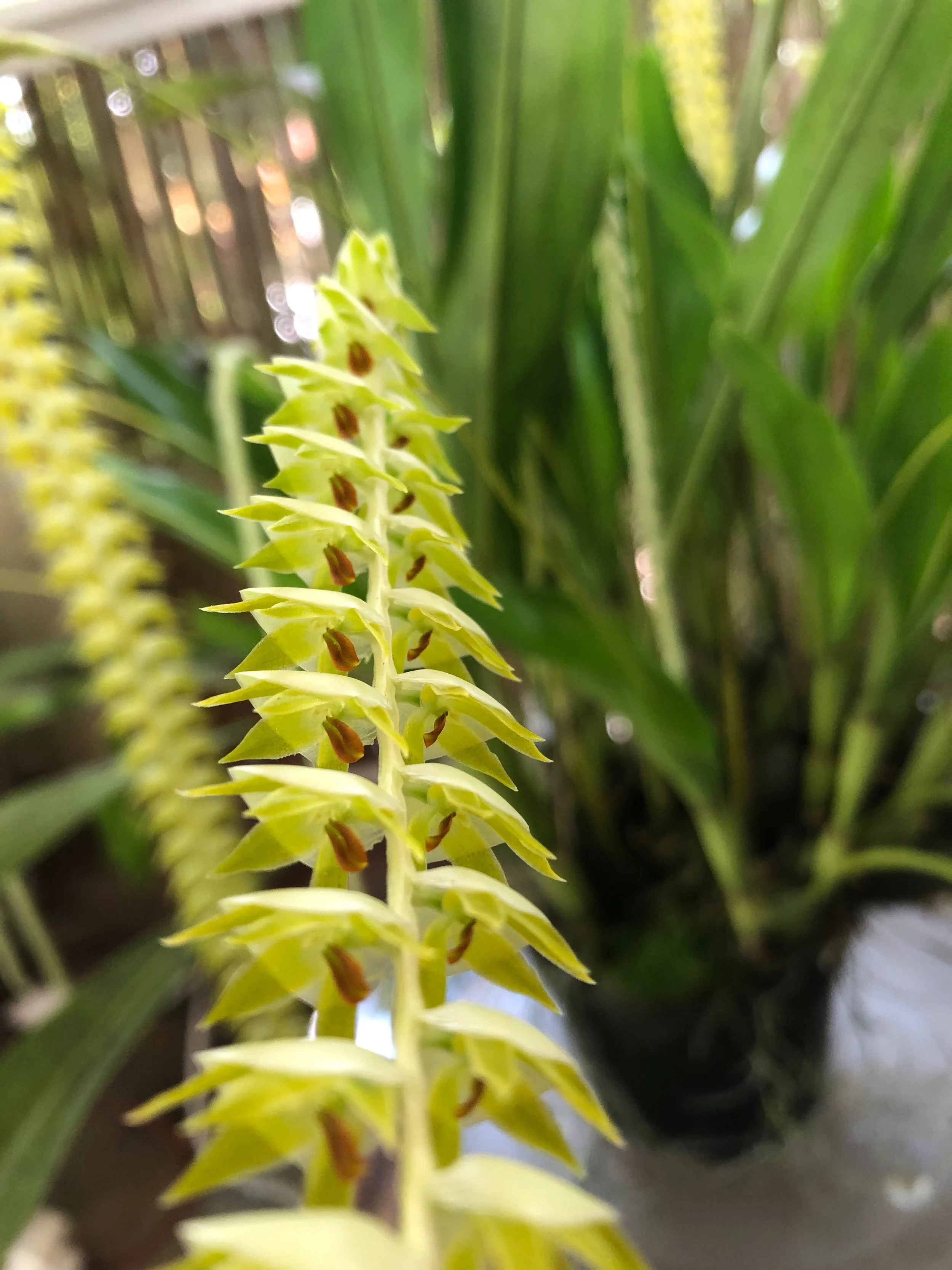 Dendrochilum cobbianum (1).jpeg