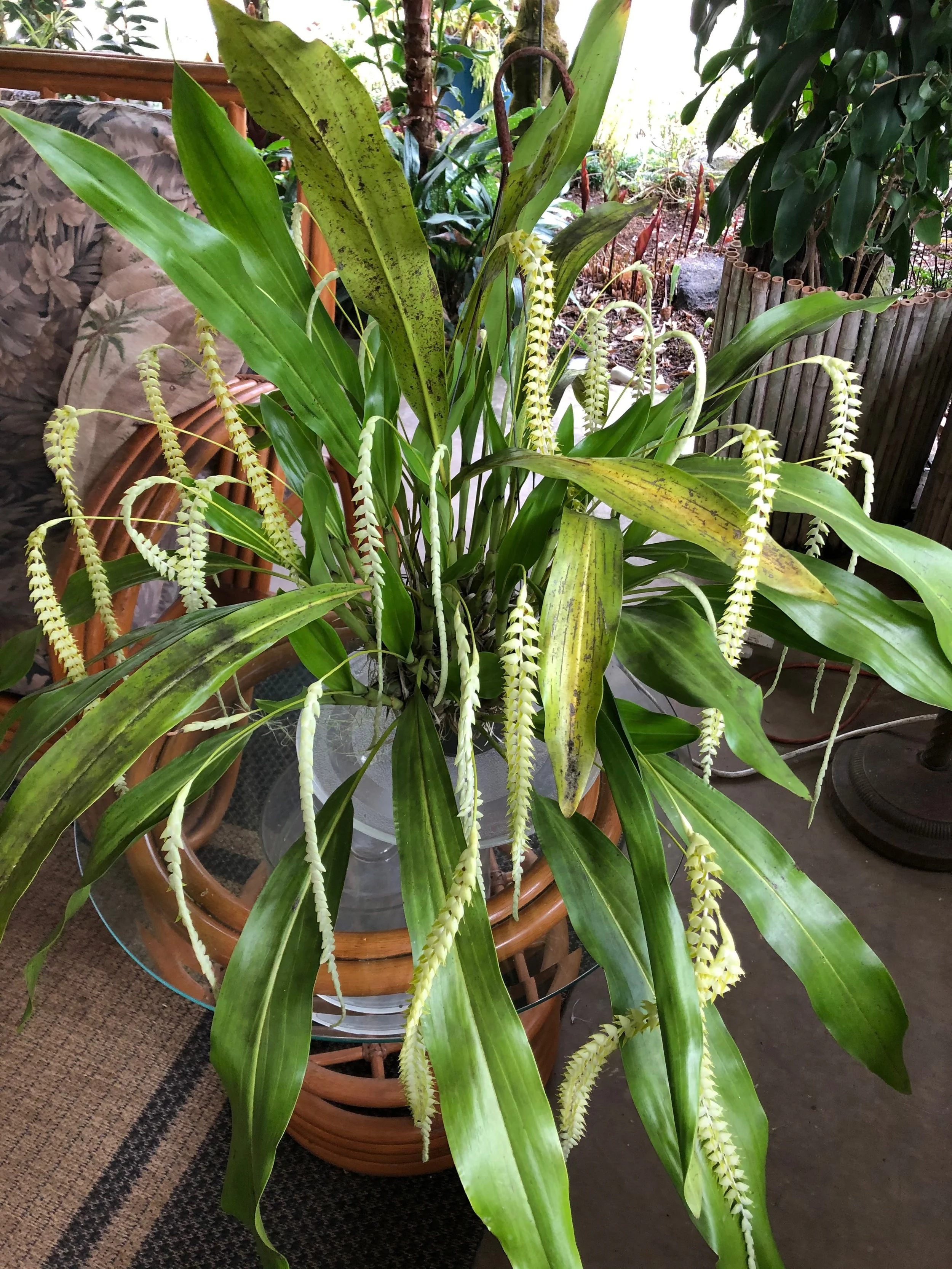 Dendrochilum cobbianum.jpeg