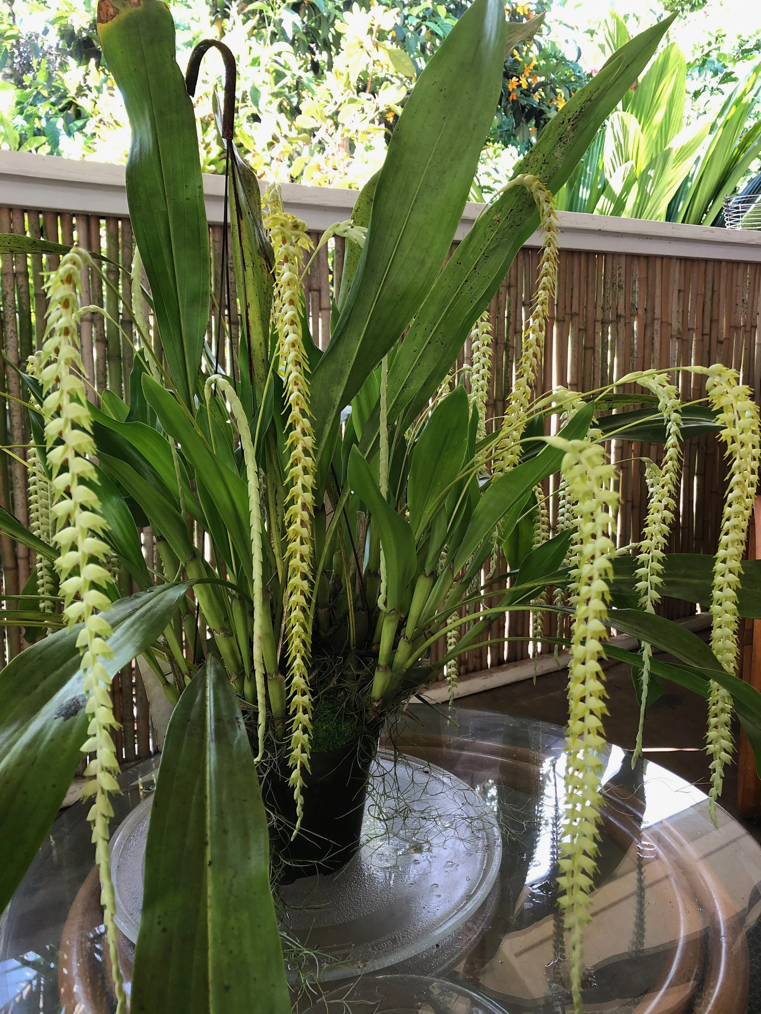 Dendrochilum cobbianum (2).jpeg