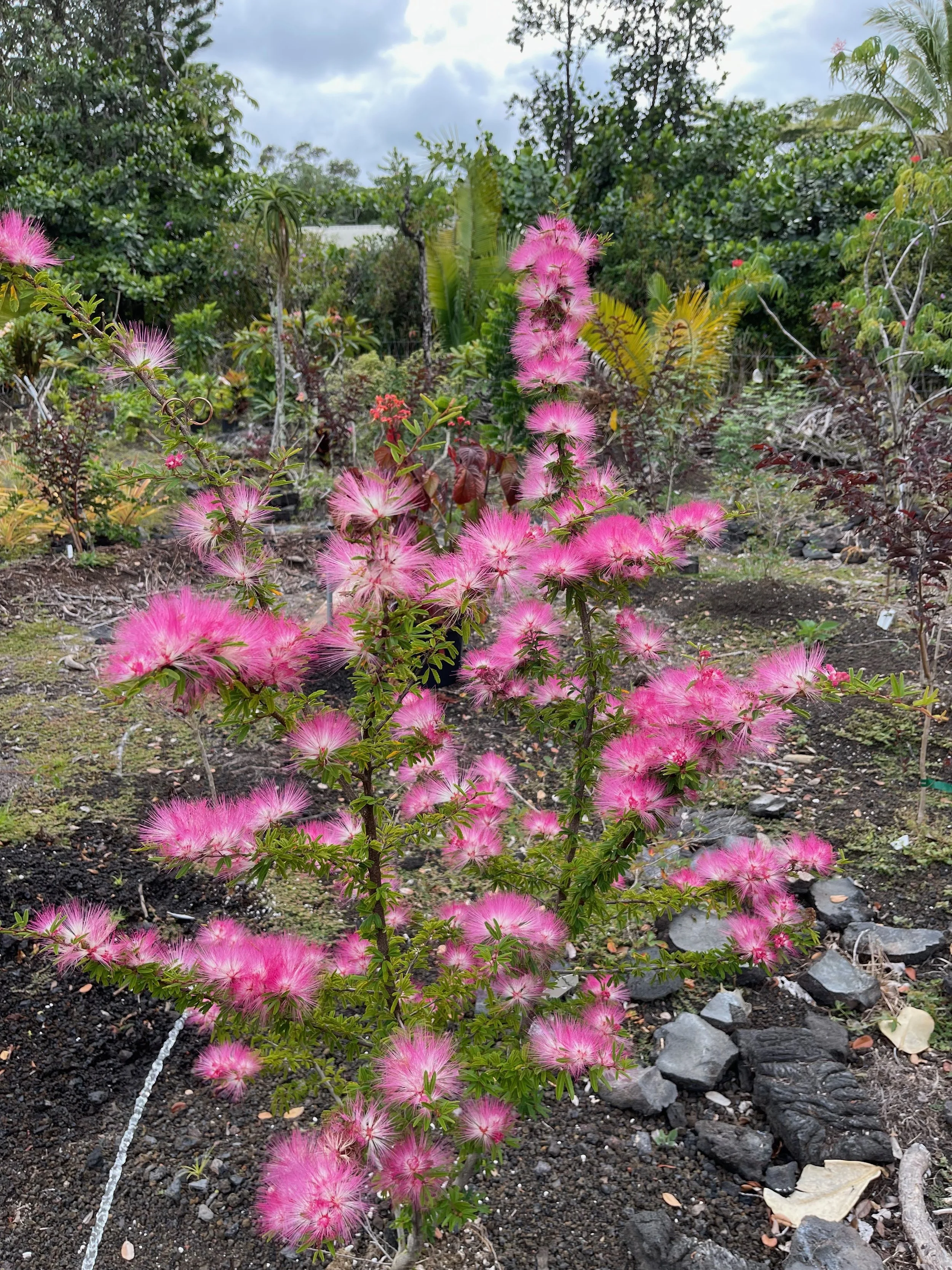Calliandra sp. (maybe C. brevipes).jpeg