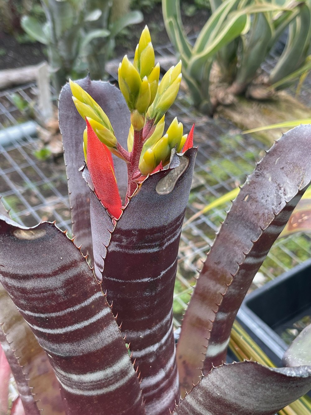 Aechmea chantinii 'Wine Cellar'  Vintage Green Farms with Tom Piergrossi