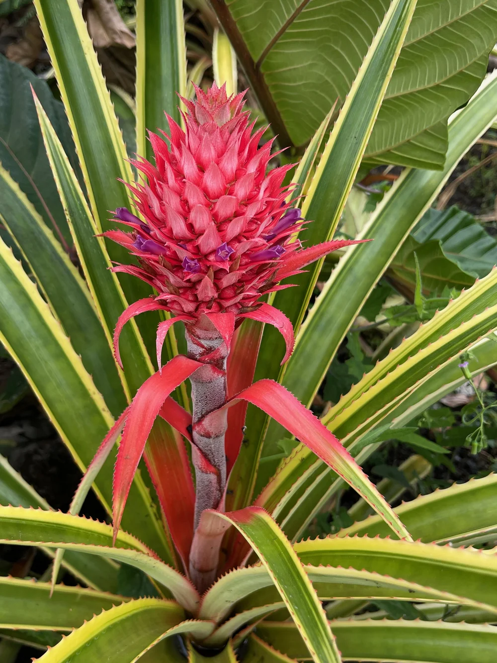 Ananas comosus variegata  Vintage Green Farms with Tom Piergrossi