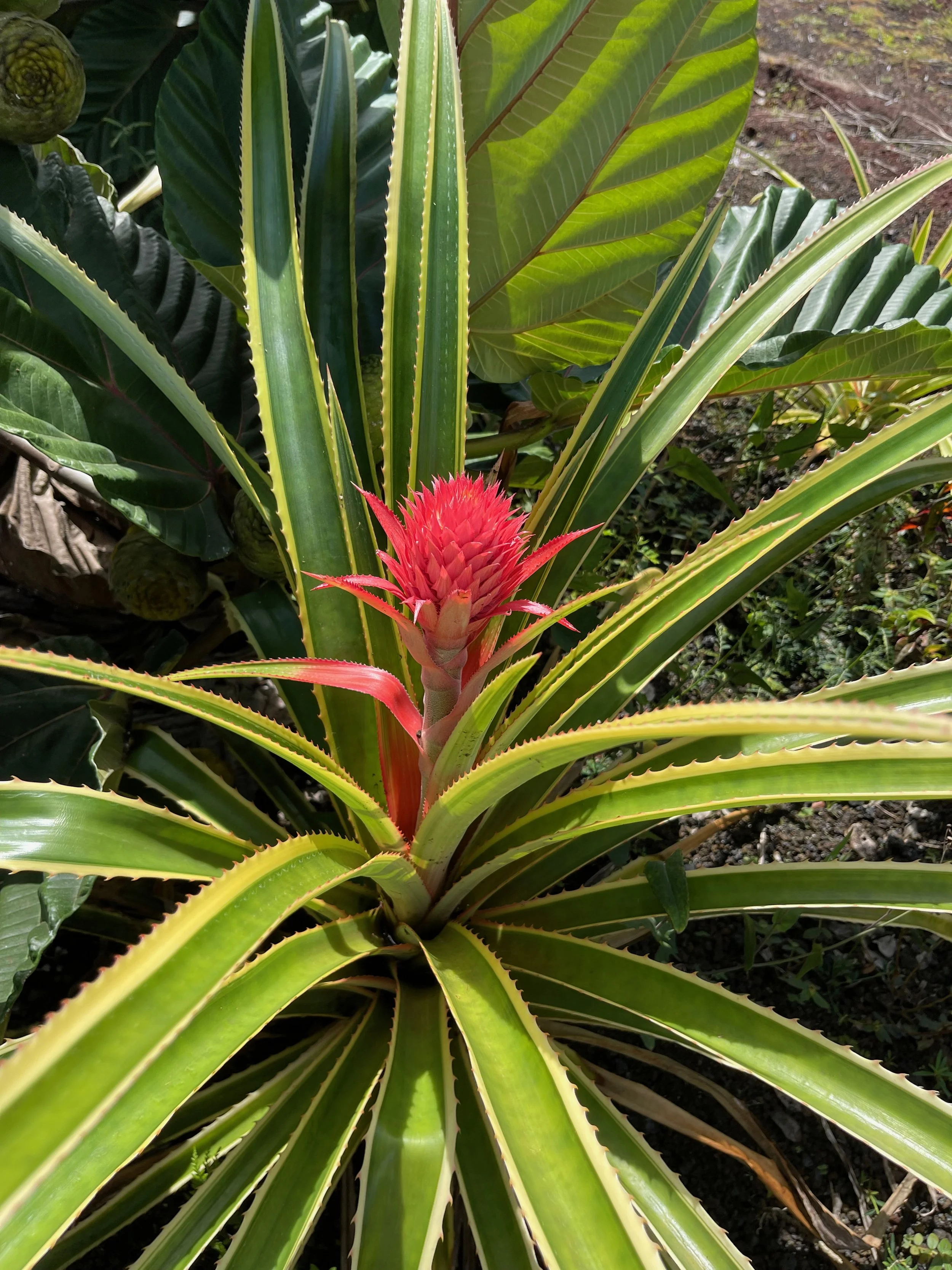 Ananas comosus variegata — Vintage Green Farms with Tom Piergrossi Ananas comosus variegata — Vintage Green Farms with Tom Piergrossi