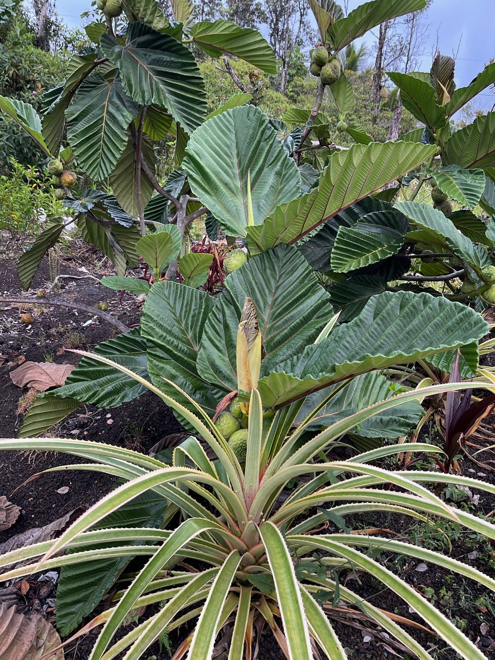 Ananas comosus variegata  Vintage Green Farms with Tom Piergrossi