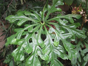Anthurium clavigerum  Vintage Green Farms with Tom Piergrossi