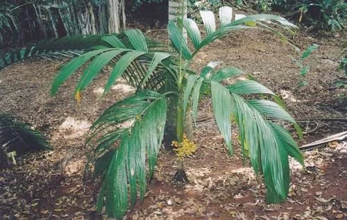 Areca guppyana (2).jpeg