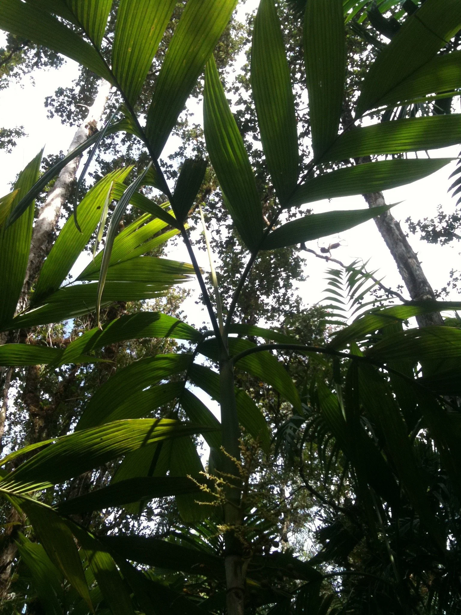 areca_guppyana (1).jpg
