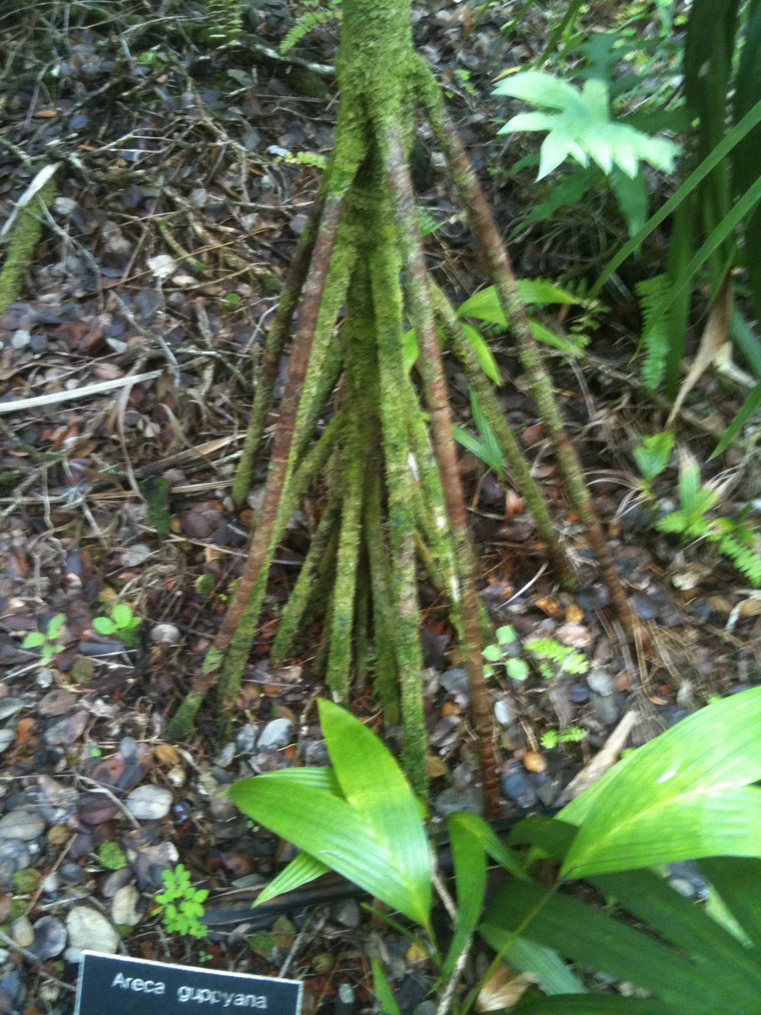 areca_guppyana roots.jpg