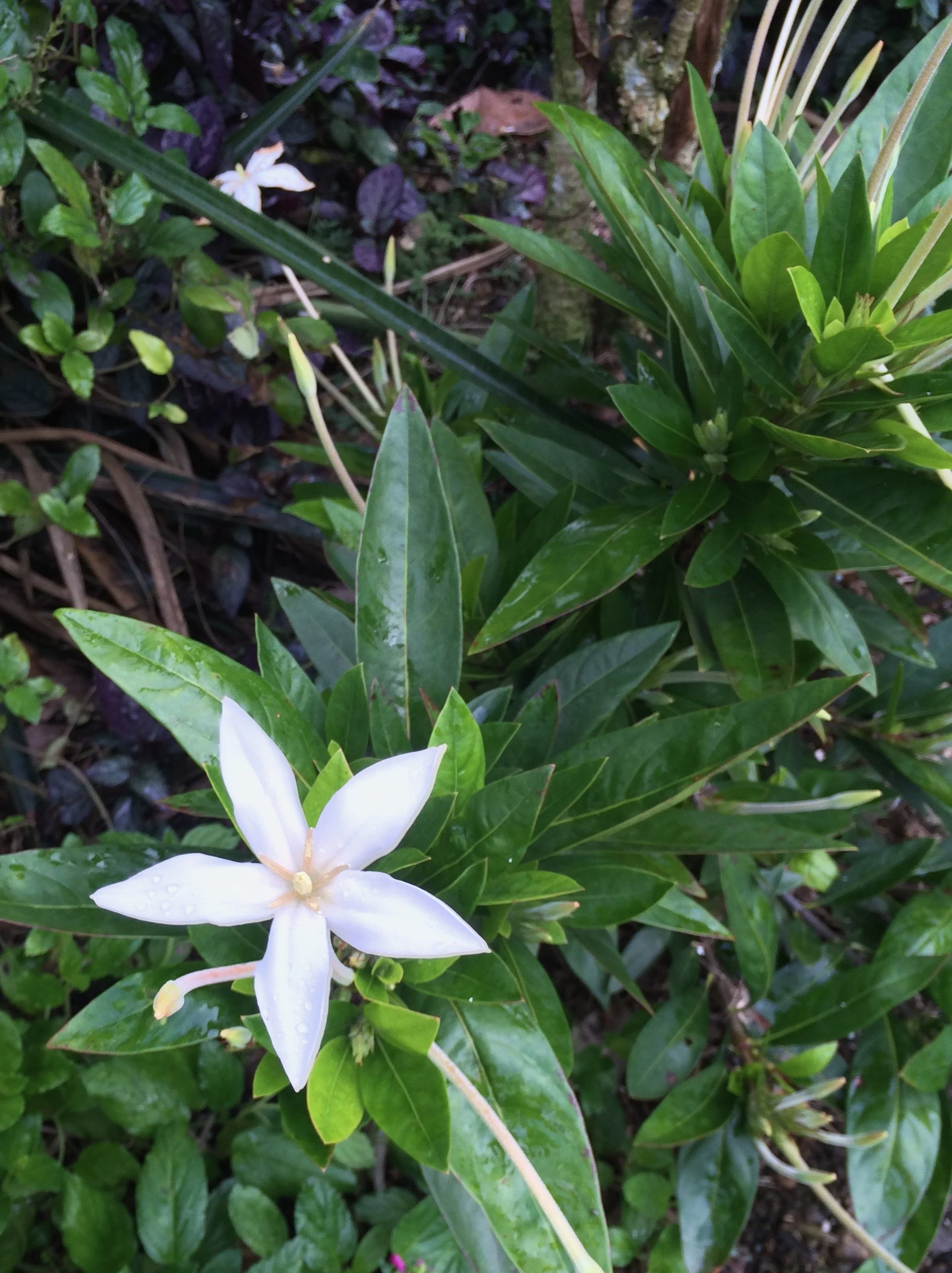 Gardenias — Vintage Green Farms with Tom Piergrossi