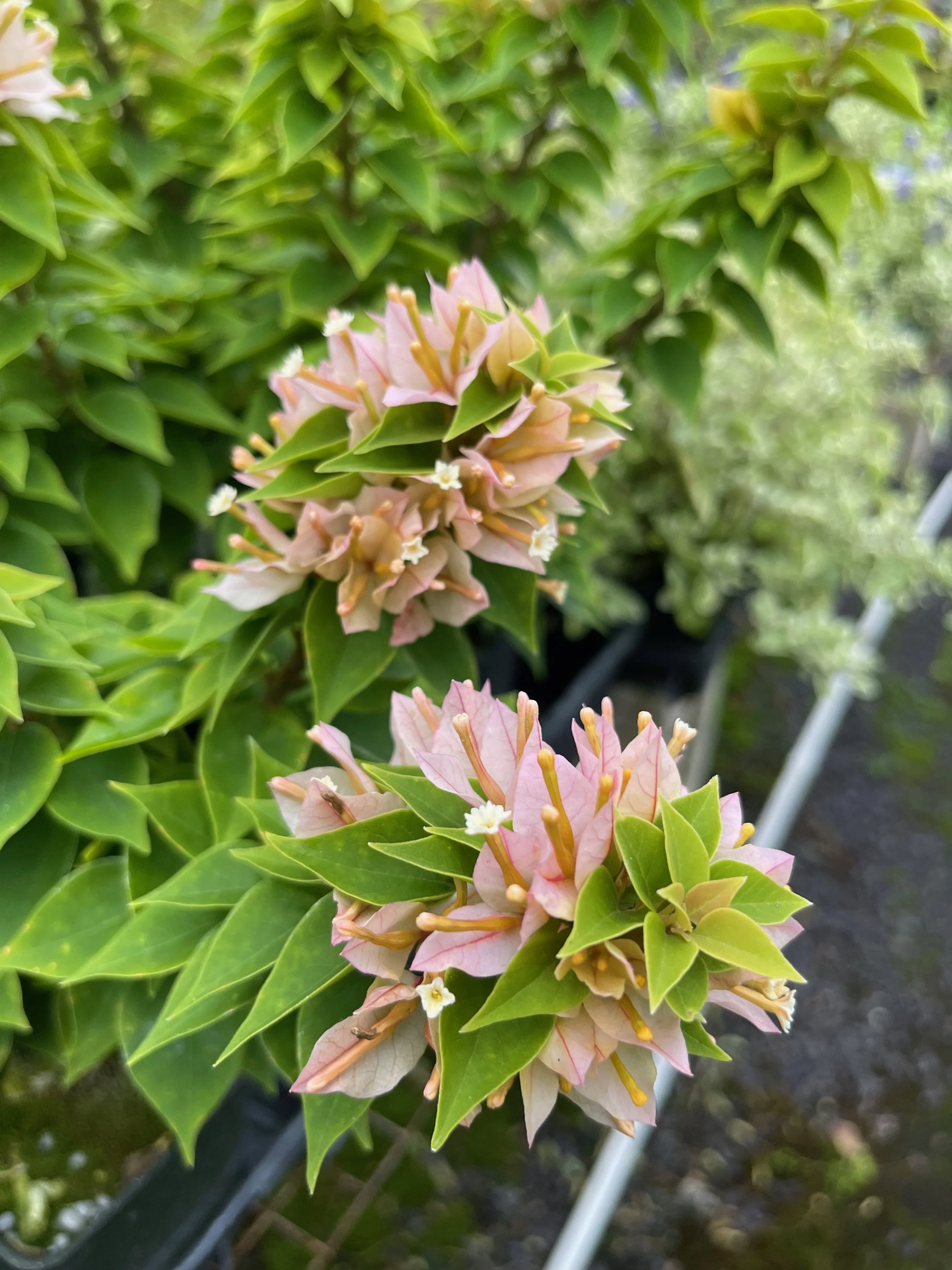 Bougainvillea (Shrub) 'Sunvillea Cream'.jpeg