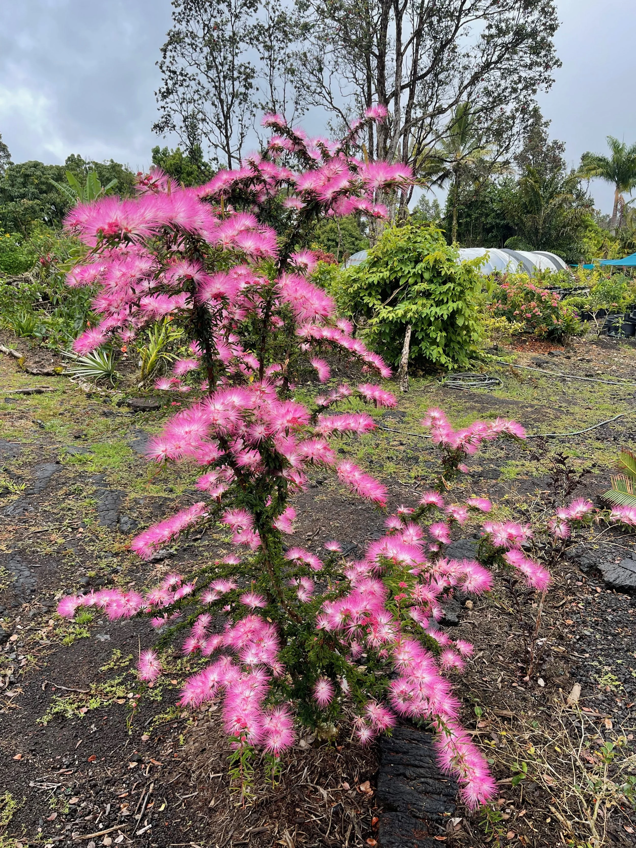 Calliandra sp. (maybe C. brevipes) (2).jpeg