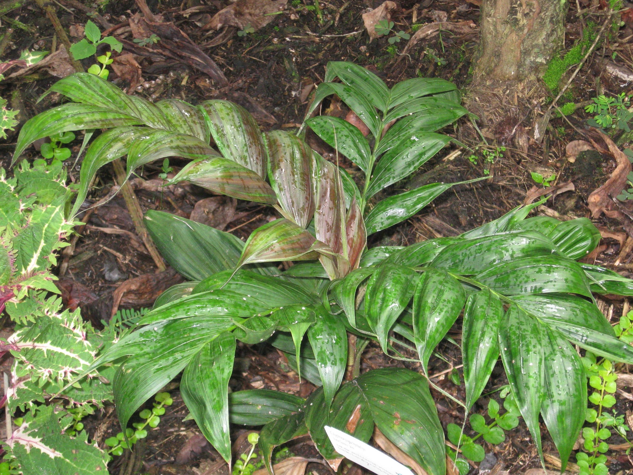 Calyptrocalyx pachystachys.jpeg