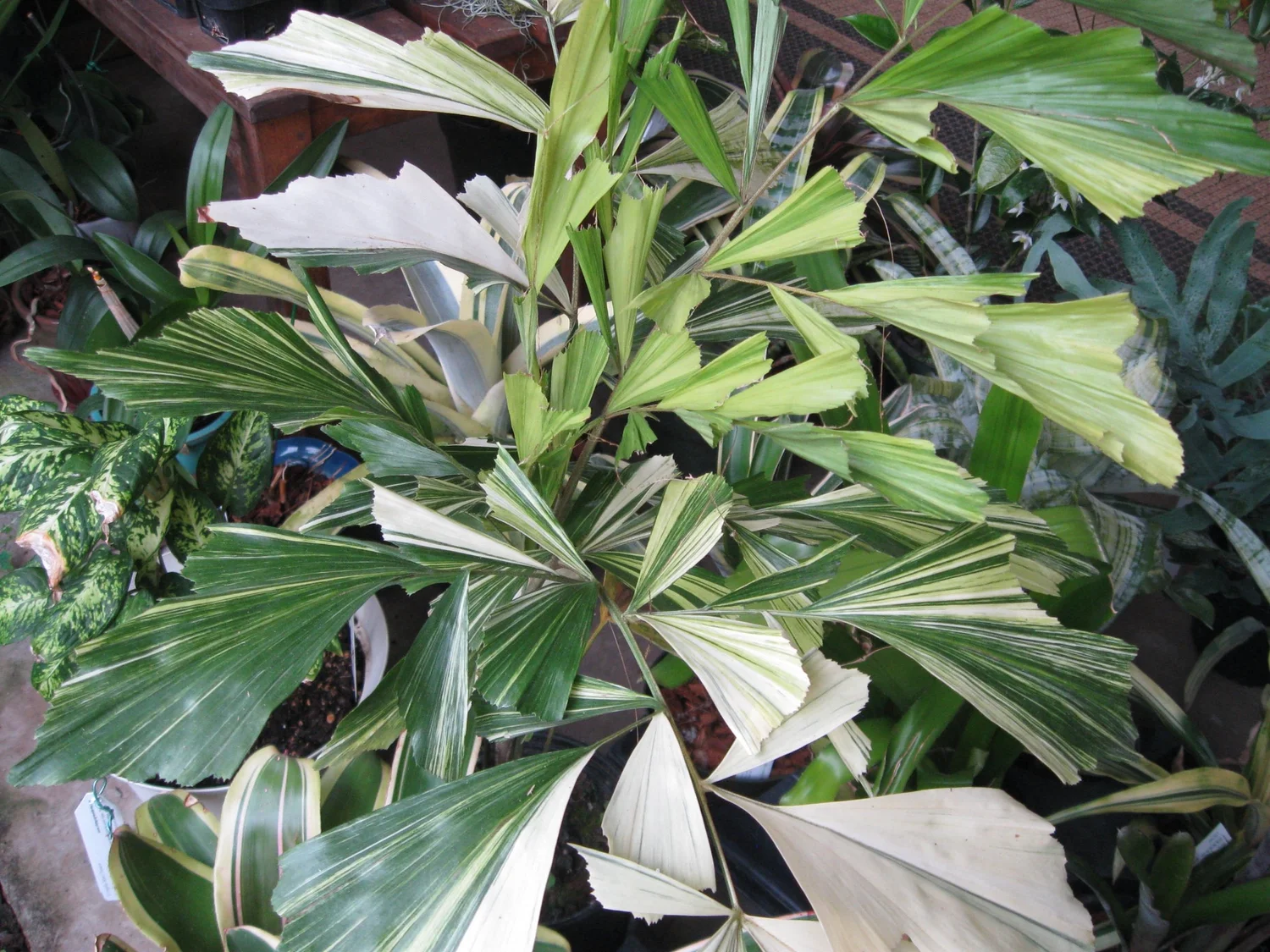 Caryota mitis variegata — Vintage Green Farms with Tom Piergrossi
