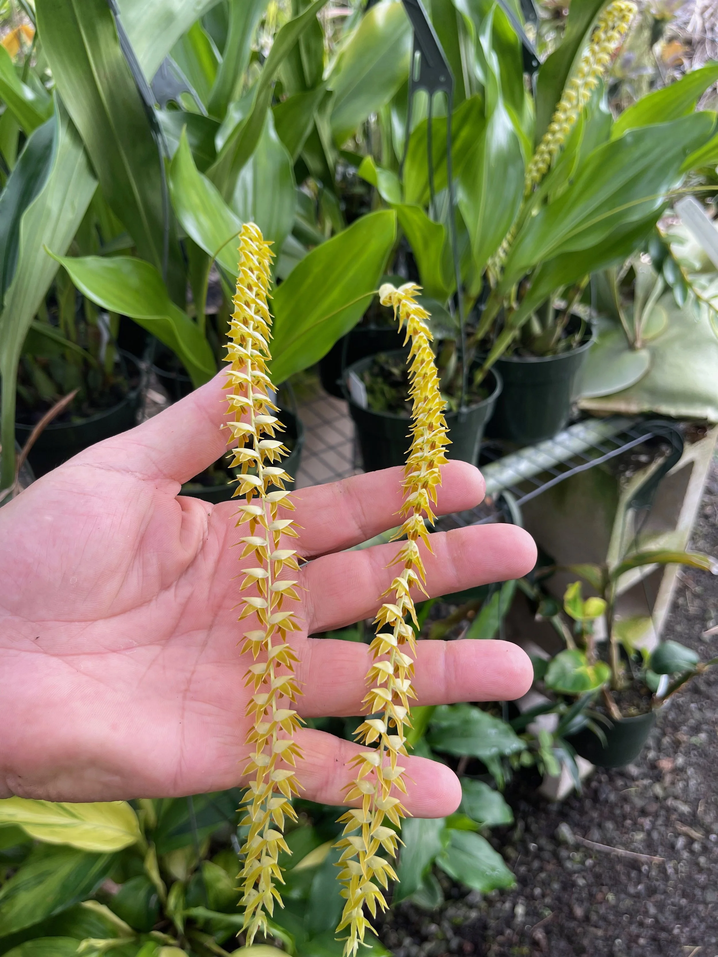 Dendrochilum magnum (2).jpeg