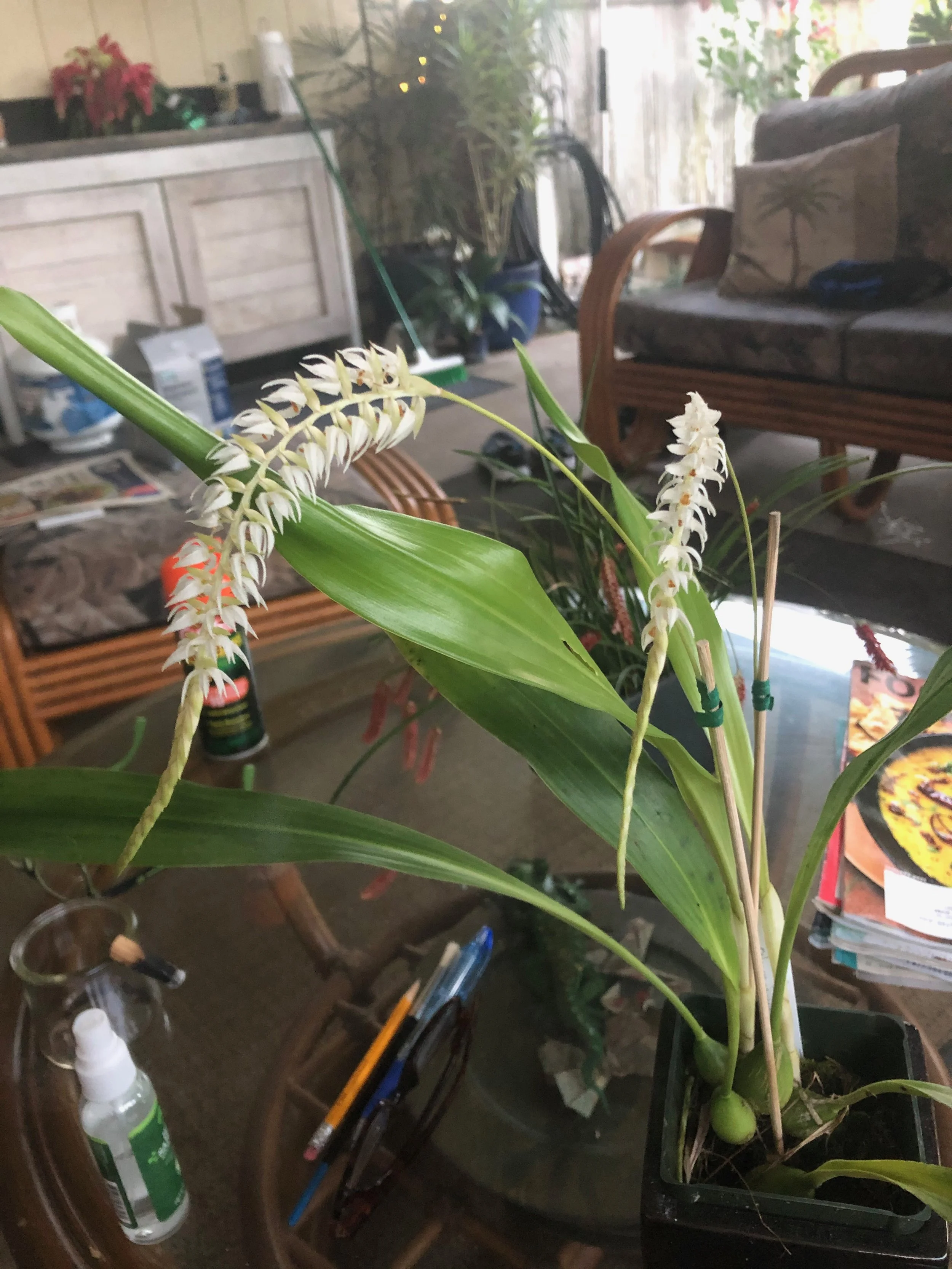 Dendrochilum glumacium.jpeg