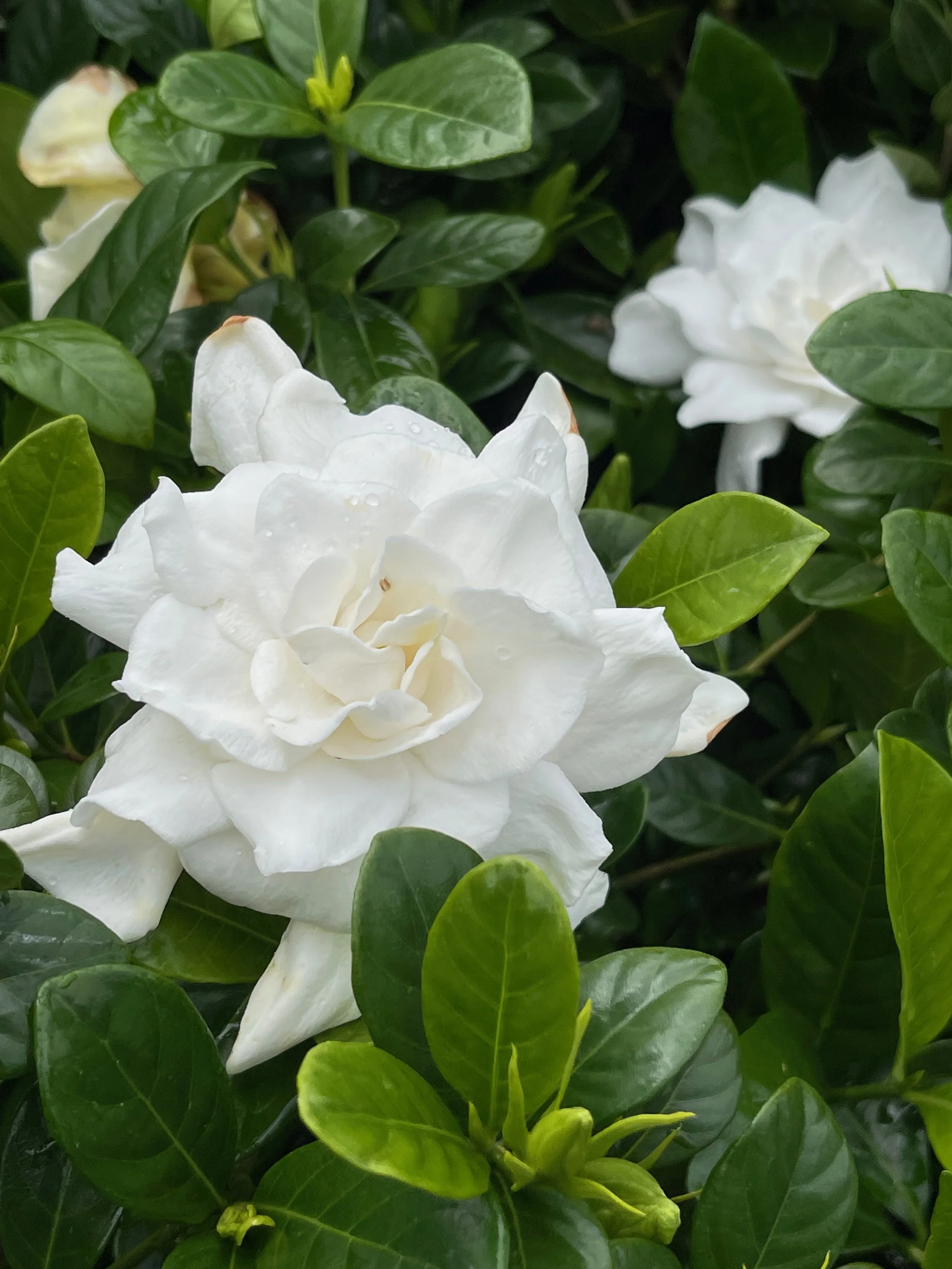 Gardenia jasminoides 'Glazerii’.jpeg