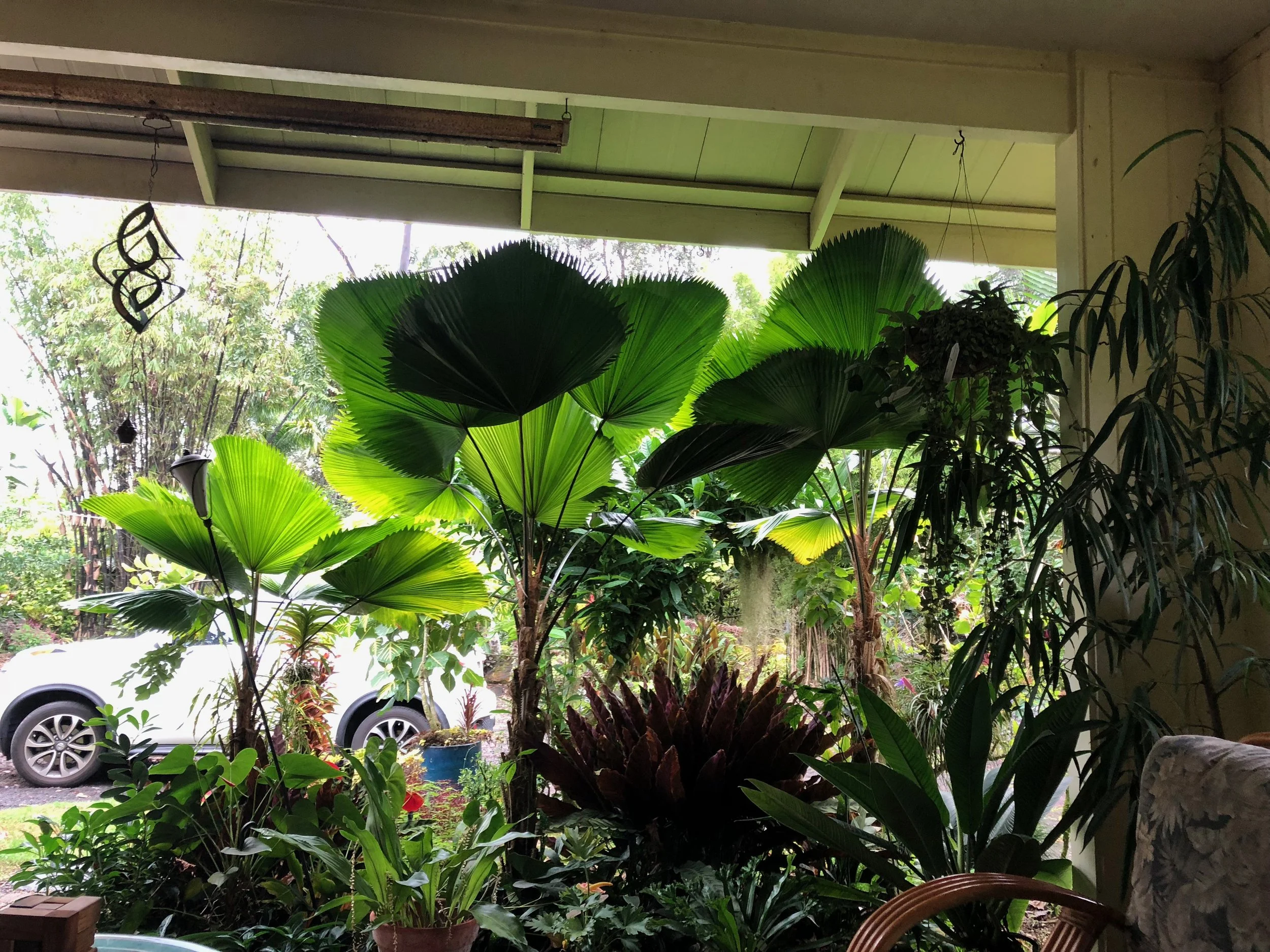 Licuala grandis (1).jpeg