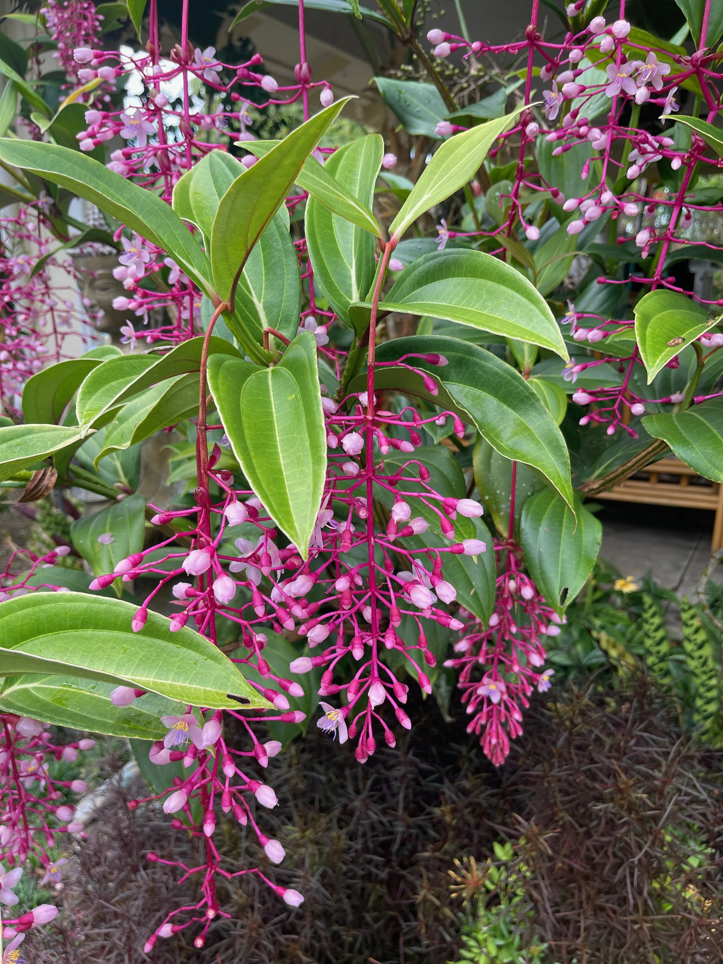 Medinilla 'Florinella Bella'.jpeg