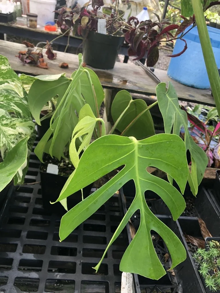 Monstera deliciosa var. sierrana  Vintage Green Farms with Tom Piergrossi
