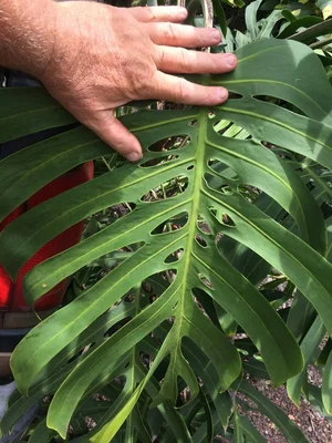 Monstera deliciosa var. sierrana  Vintage Green Farms with Tom Piergrossi