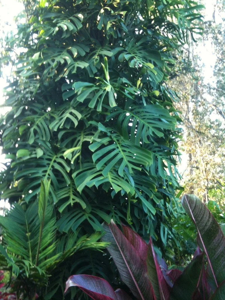 Monstera deliciosa var. sierrana  Vintage Green Farms with Tom Piergrossi