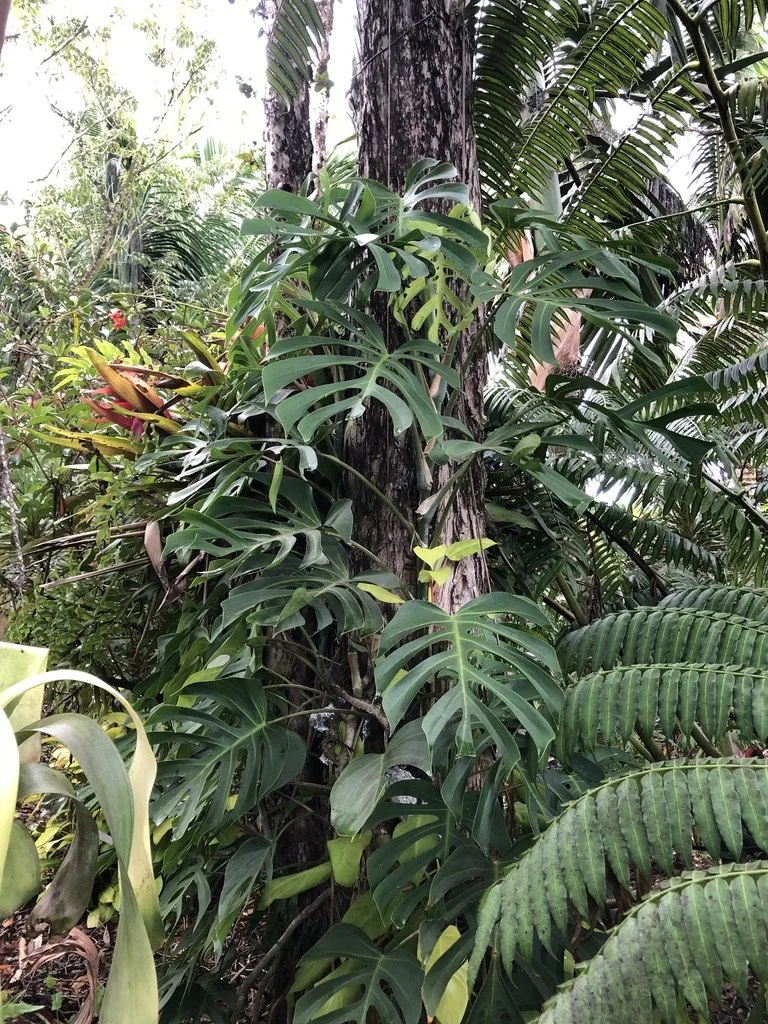 Monstera deliciosa var. sierrana  Vintage Green Farms with Tom Piergrossi