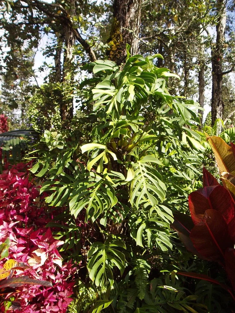 Monstera deliciosa var. sierrana  Vintage Green Farms with Tom Piergrossi