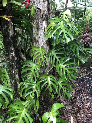 Monstera deliciosa var Sierrana シエラナ Monstera deliciosa var. sierrana - Gabriella Plants
