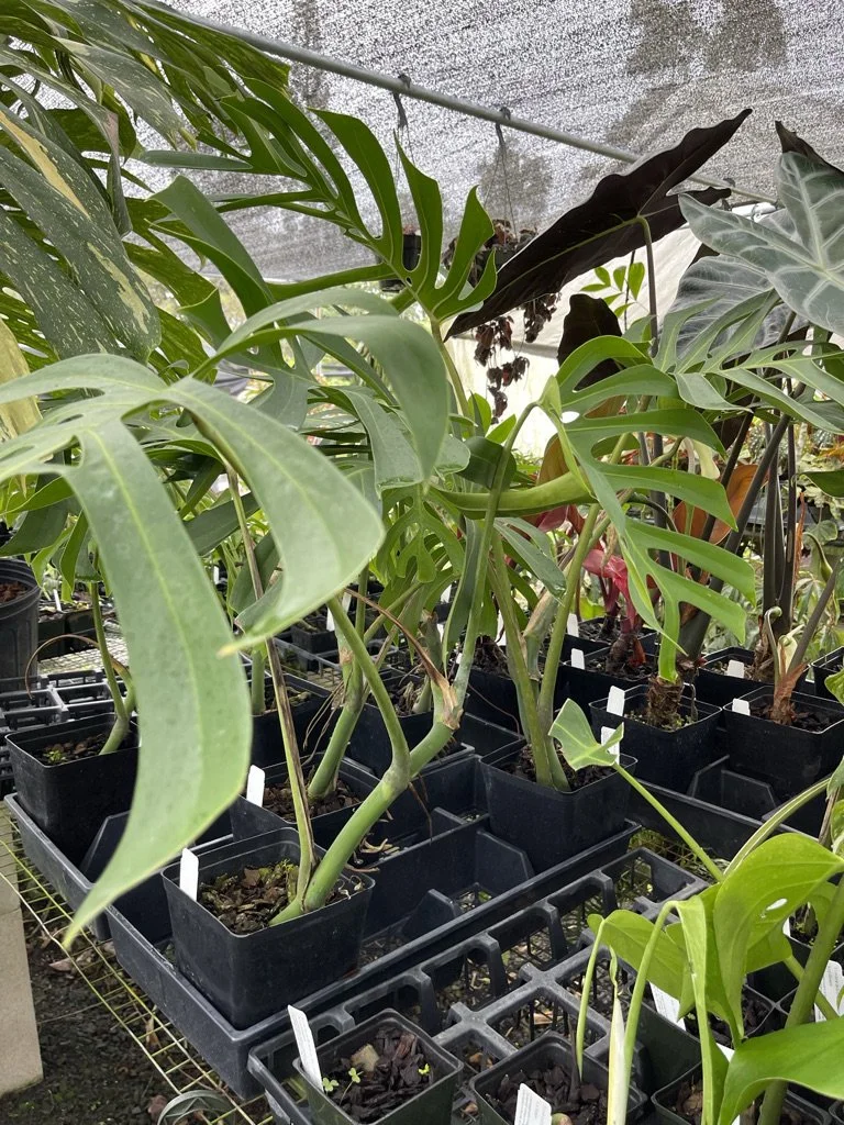 Monstera deliciosa var. sierrana  Vintage Green Farms with Tom Piergrossi