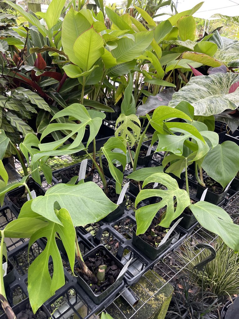 split leaf philodendron Monstera deliciosa 8
