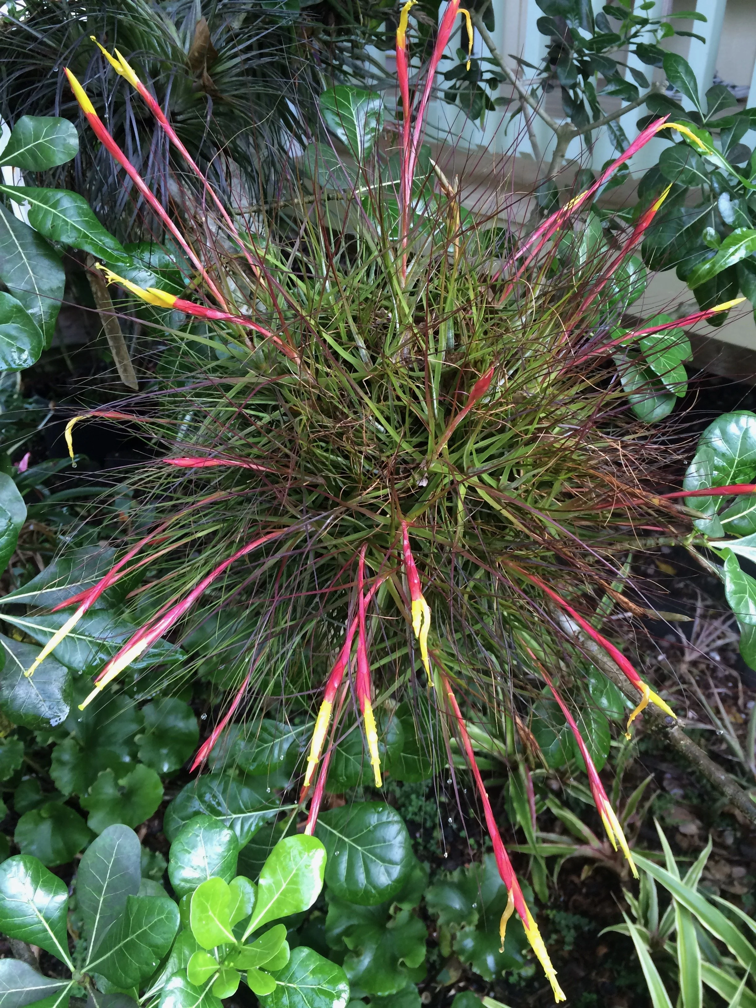 Tillandsia schiedeana minor.jpeg