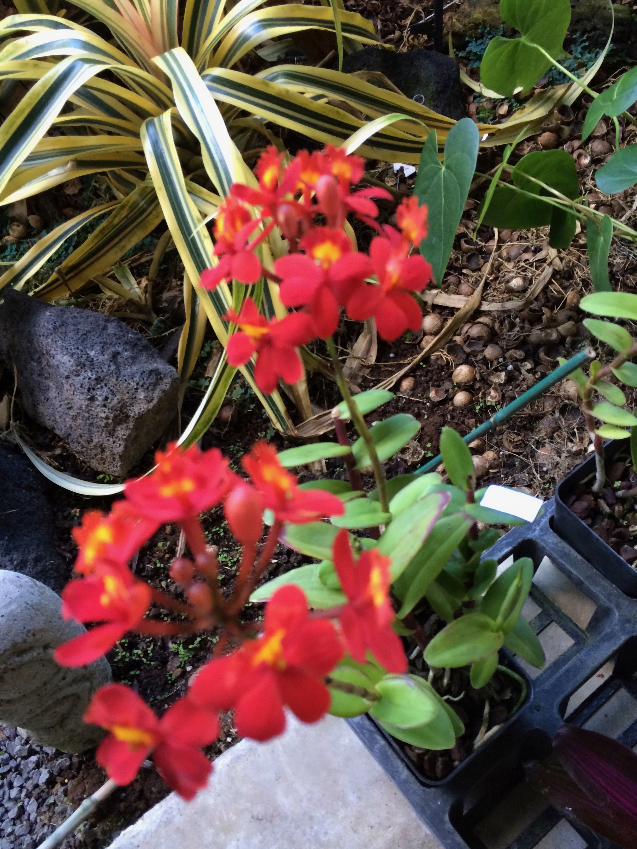 Epidendrum 'Miracle Valley - Shiranui' (Red).jpeg